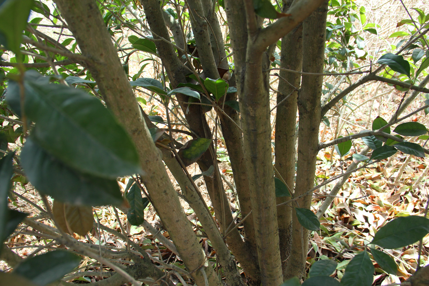 sweet-scented osmanthus