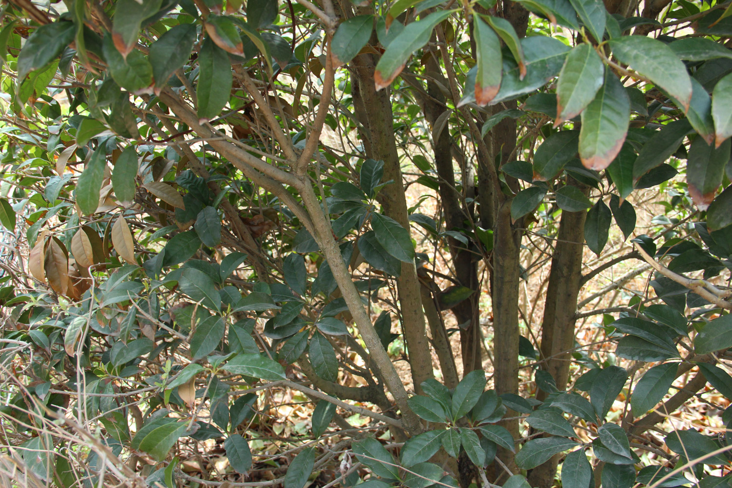 sweet-scented osmanthus