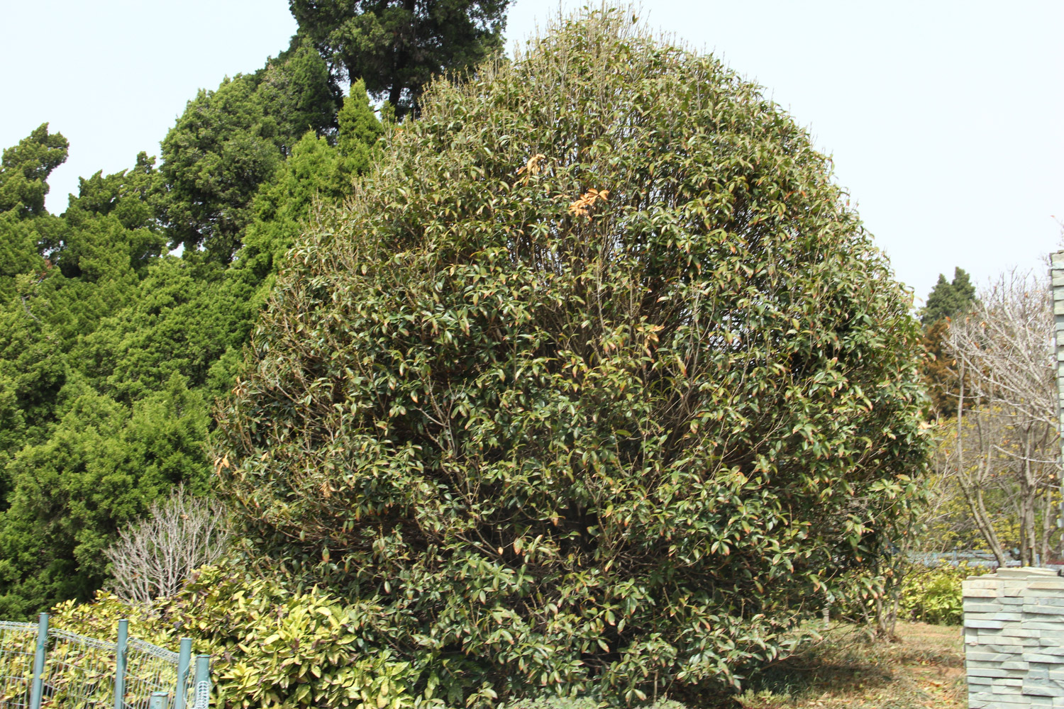 sweet-scented osmanthus