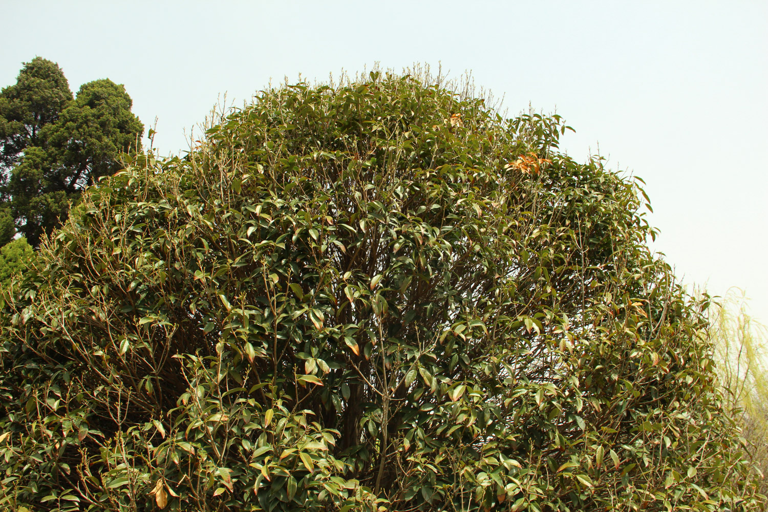 sweet-scented osmanthus