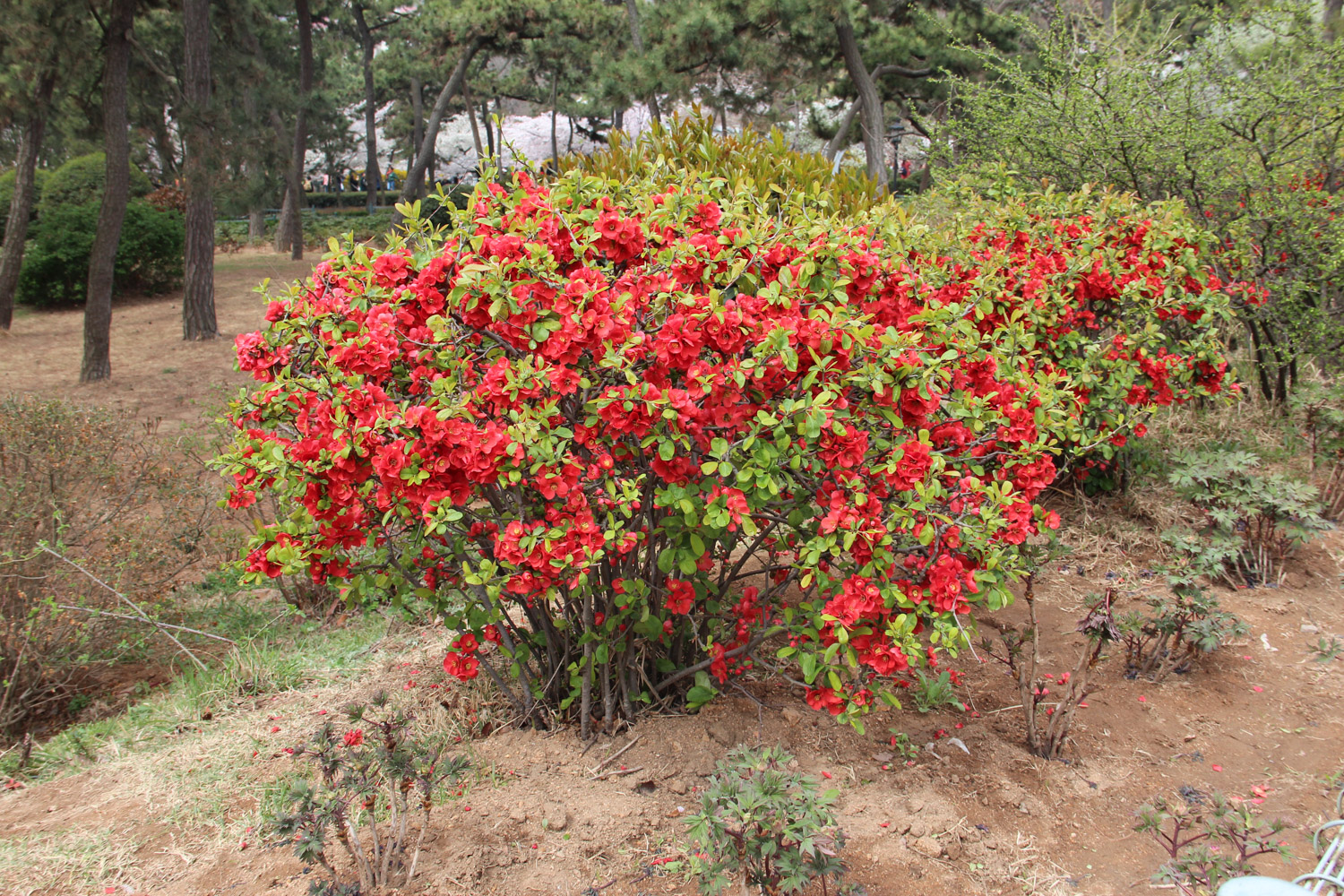 Begonia