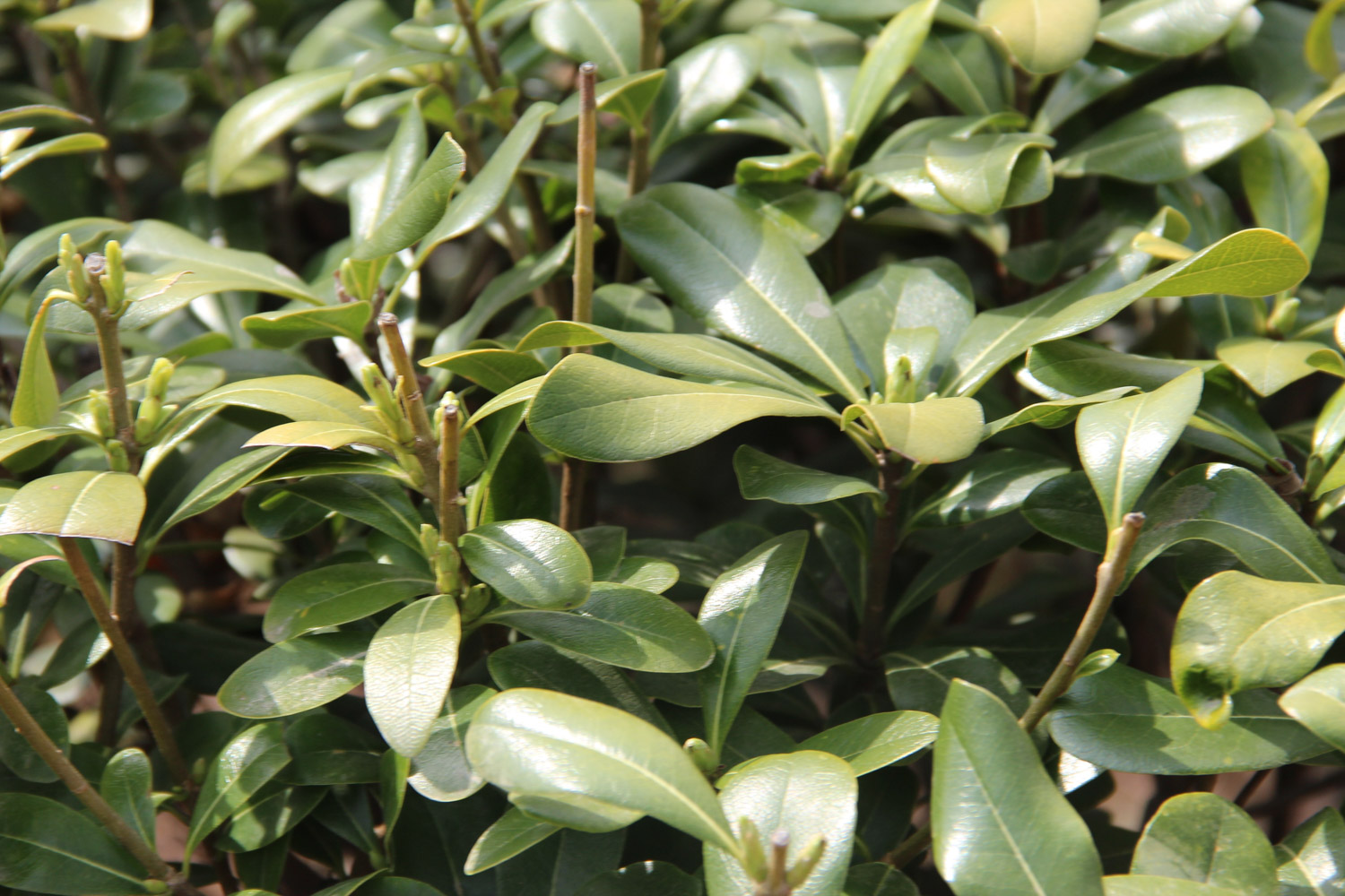 pittosporum tobira