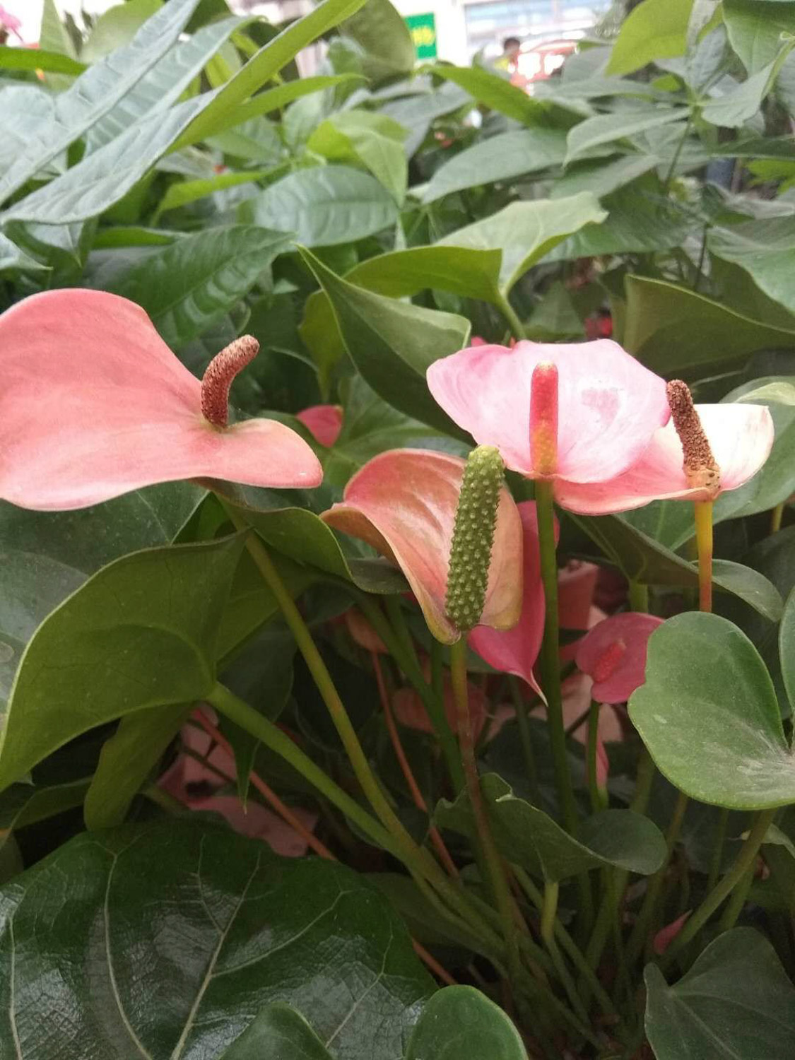 Anthurium