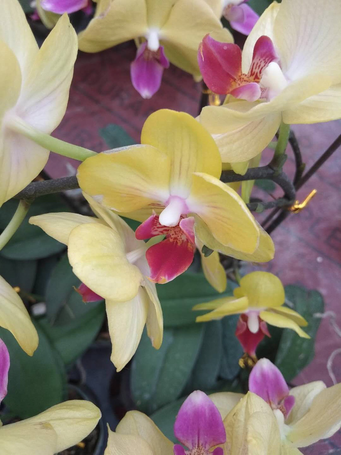 moth orchid