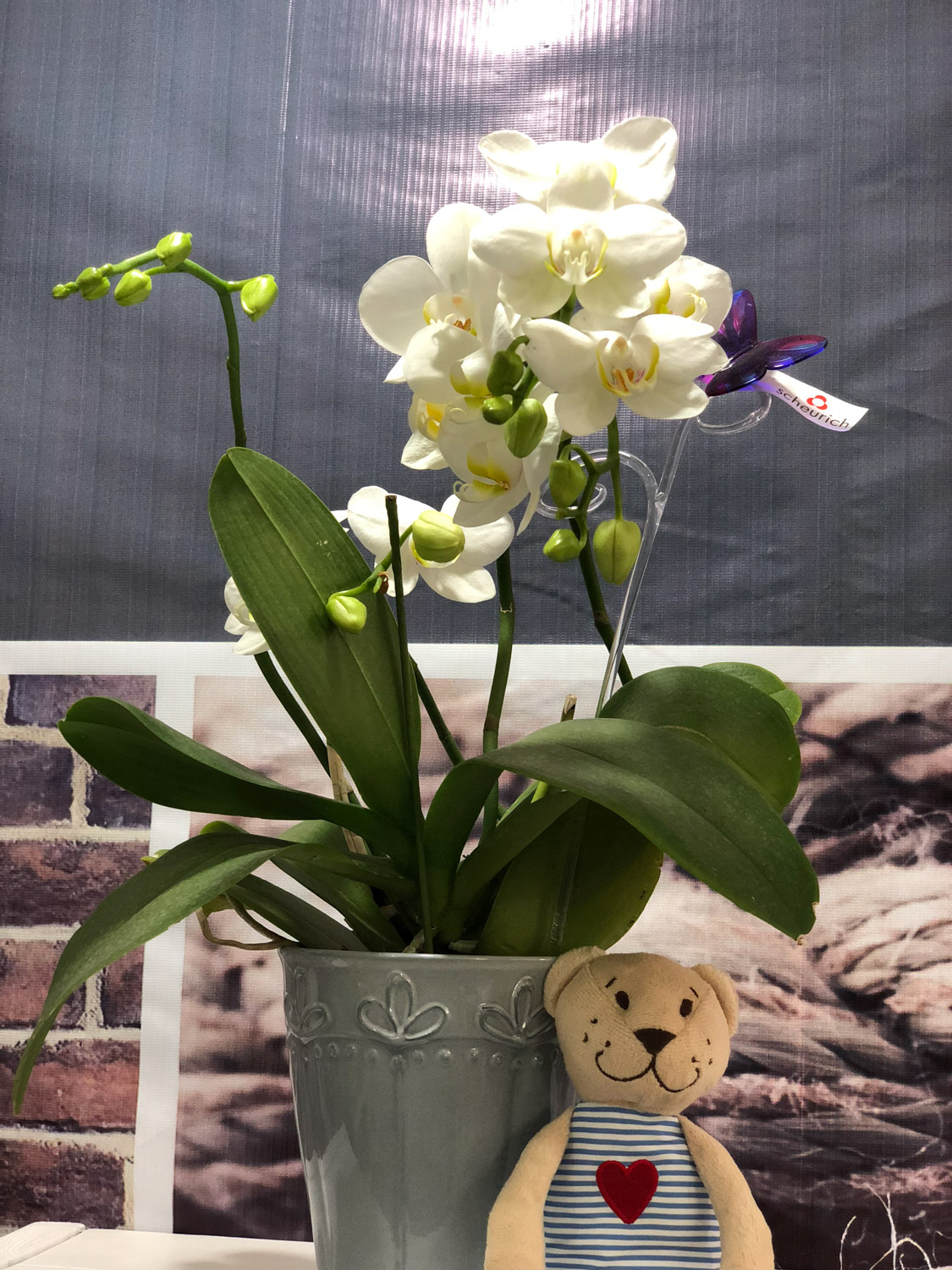 moth orchid