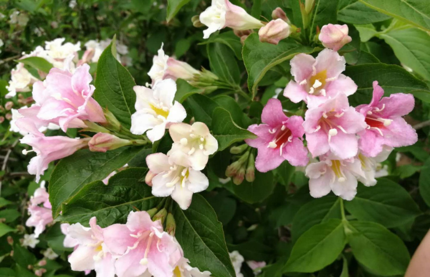 Weigela florida