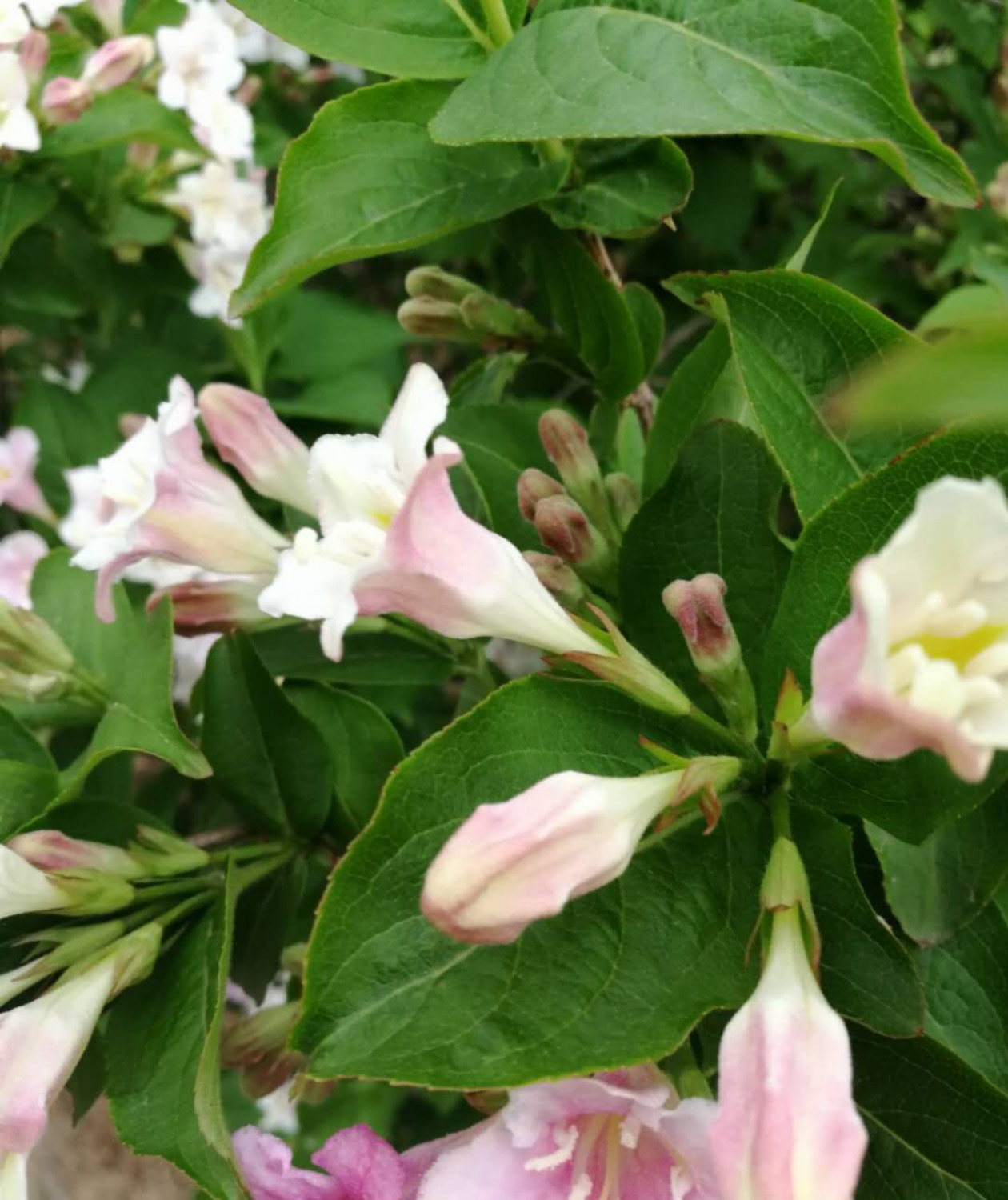 Weigela florida