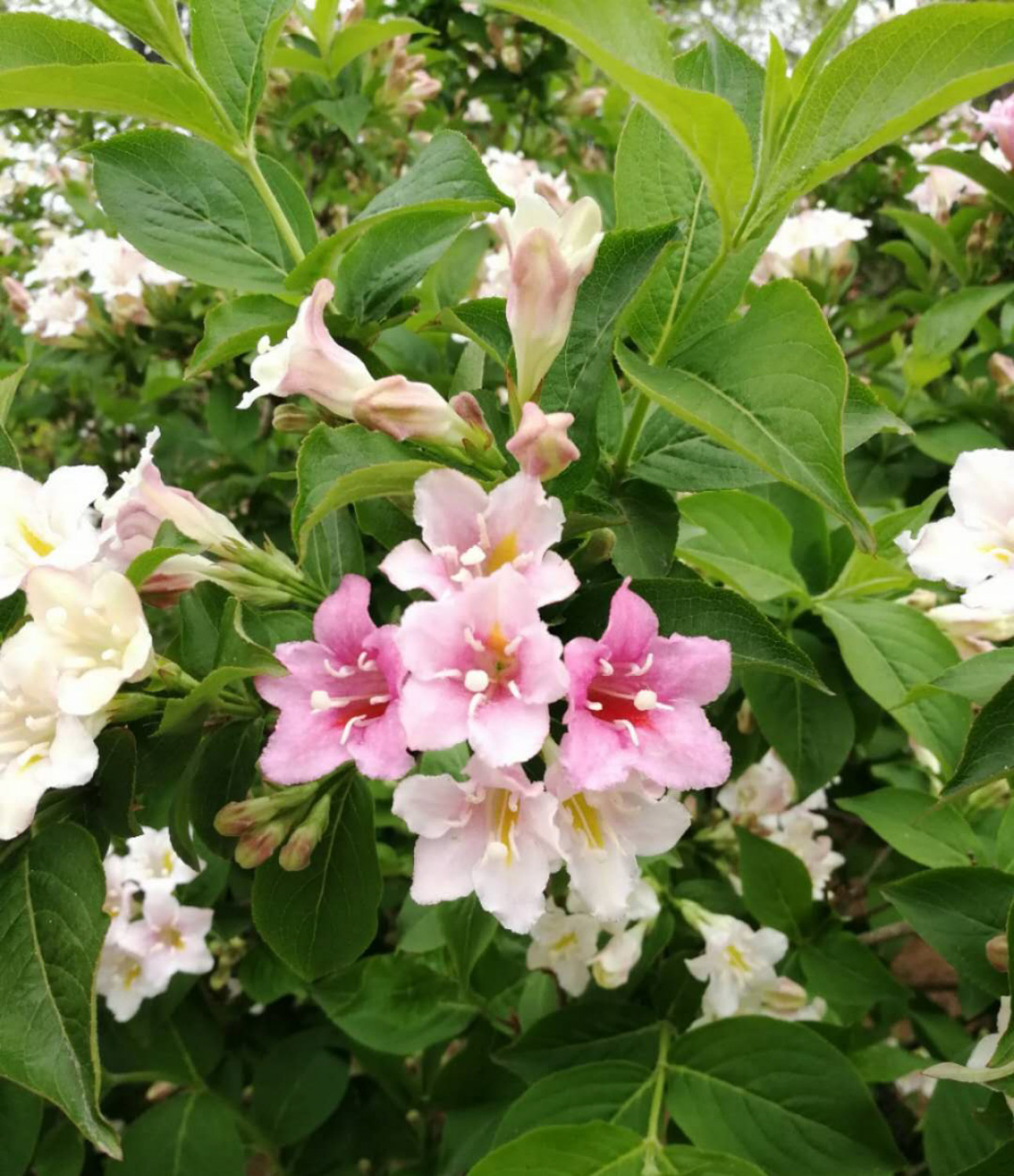 Weigela florida