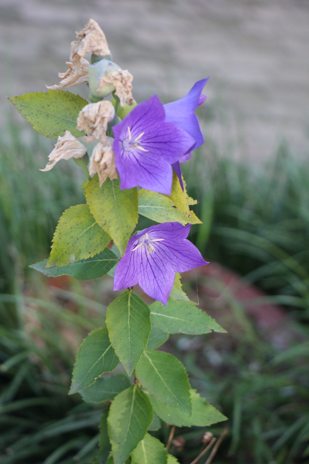 Chinese bellflower