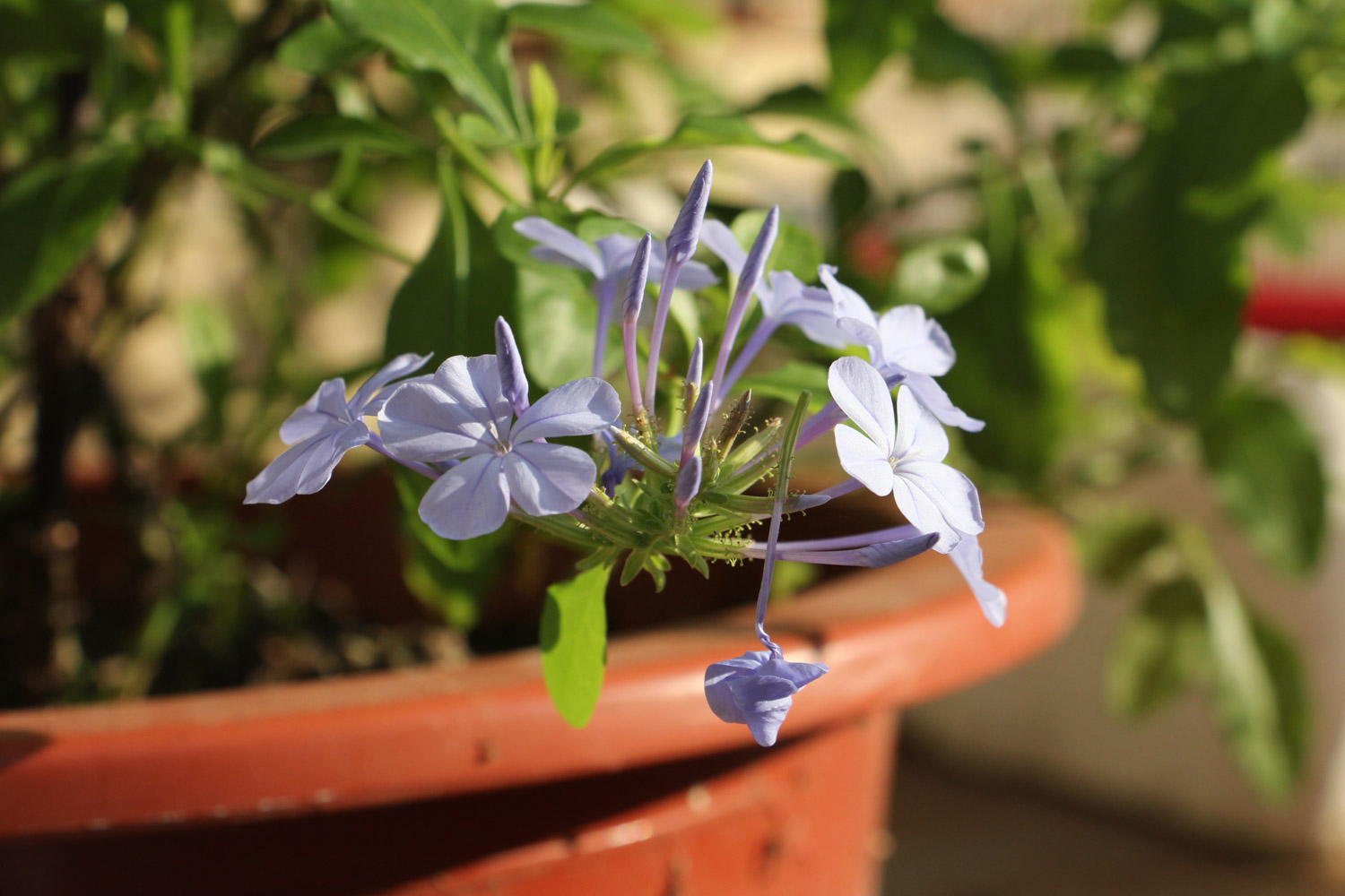 Plumbago Auriculata