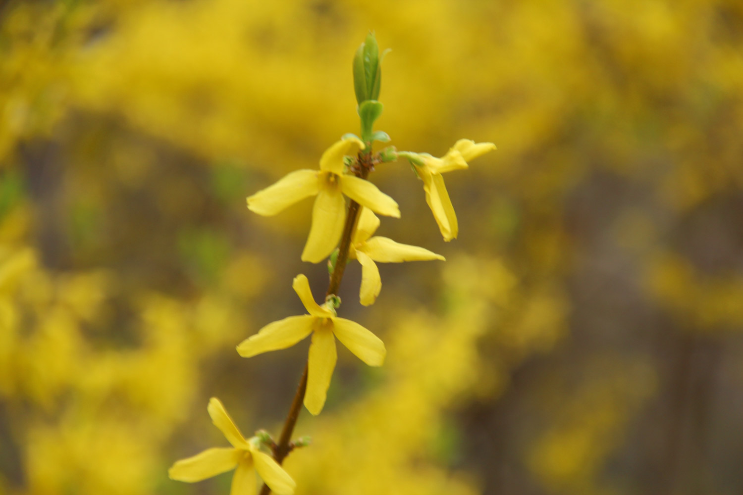 Forsythia suspensa