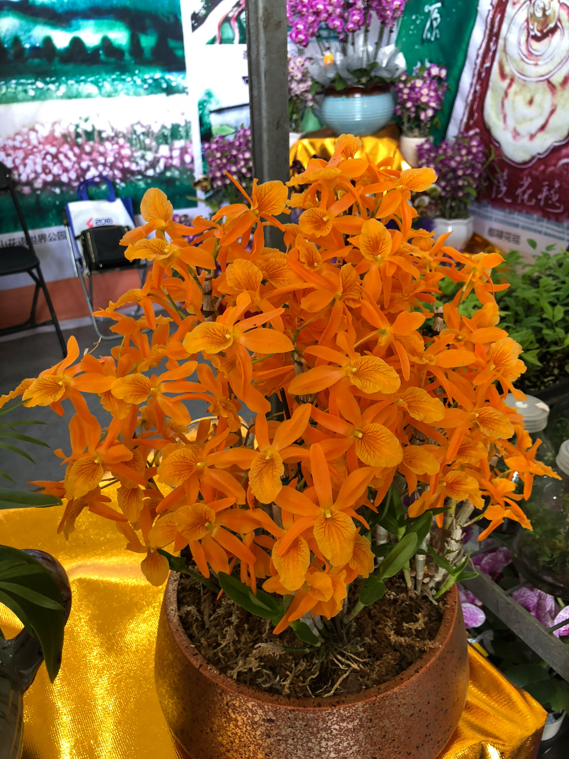 Dendrobium