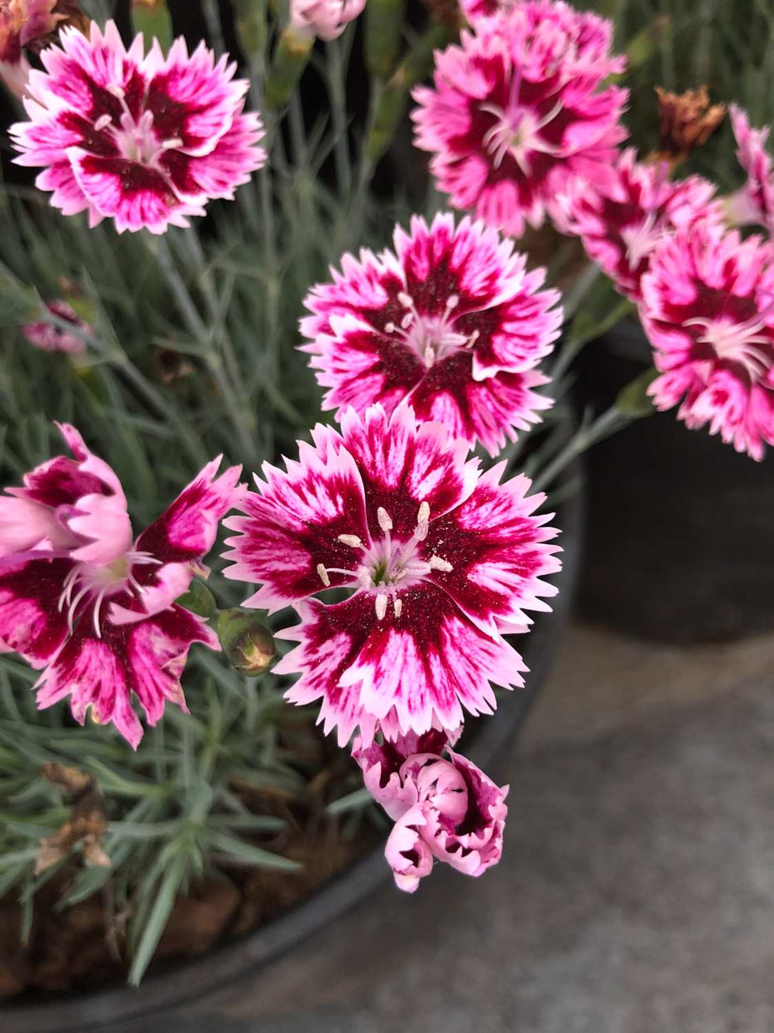 dianthus