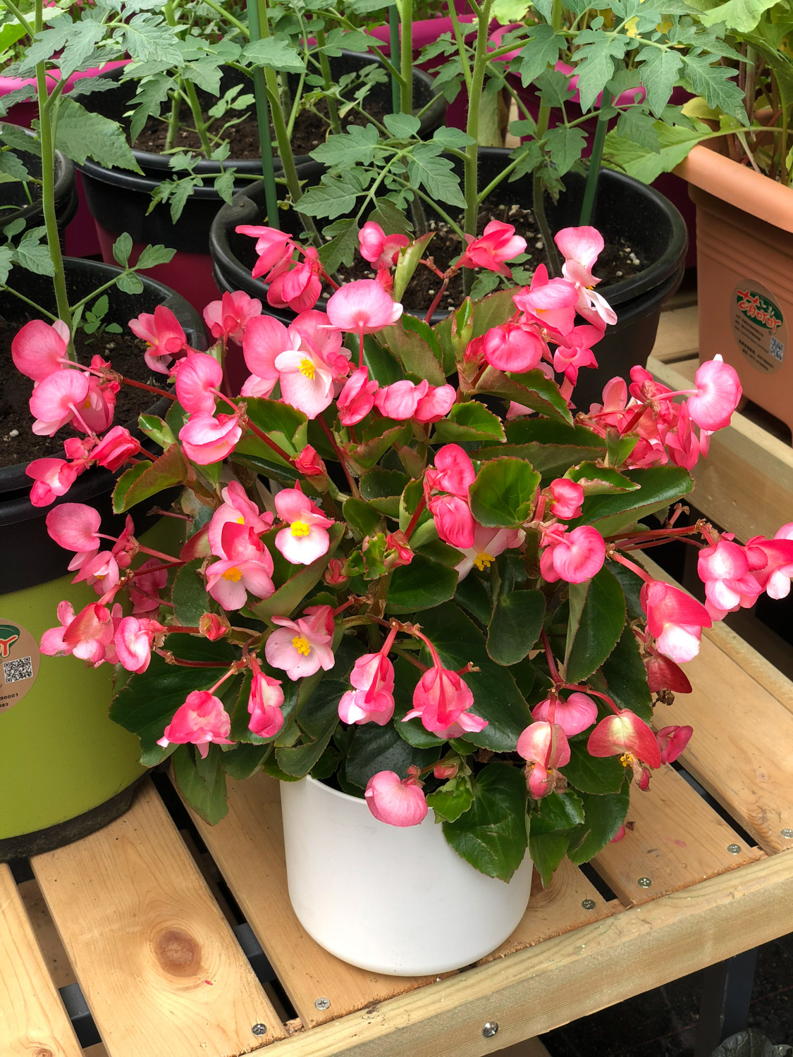 Begonia semperflorens