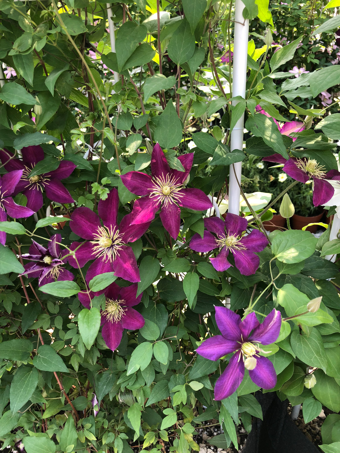 Clematis