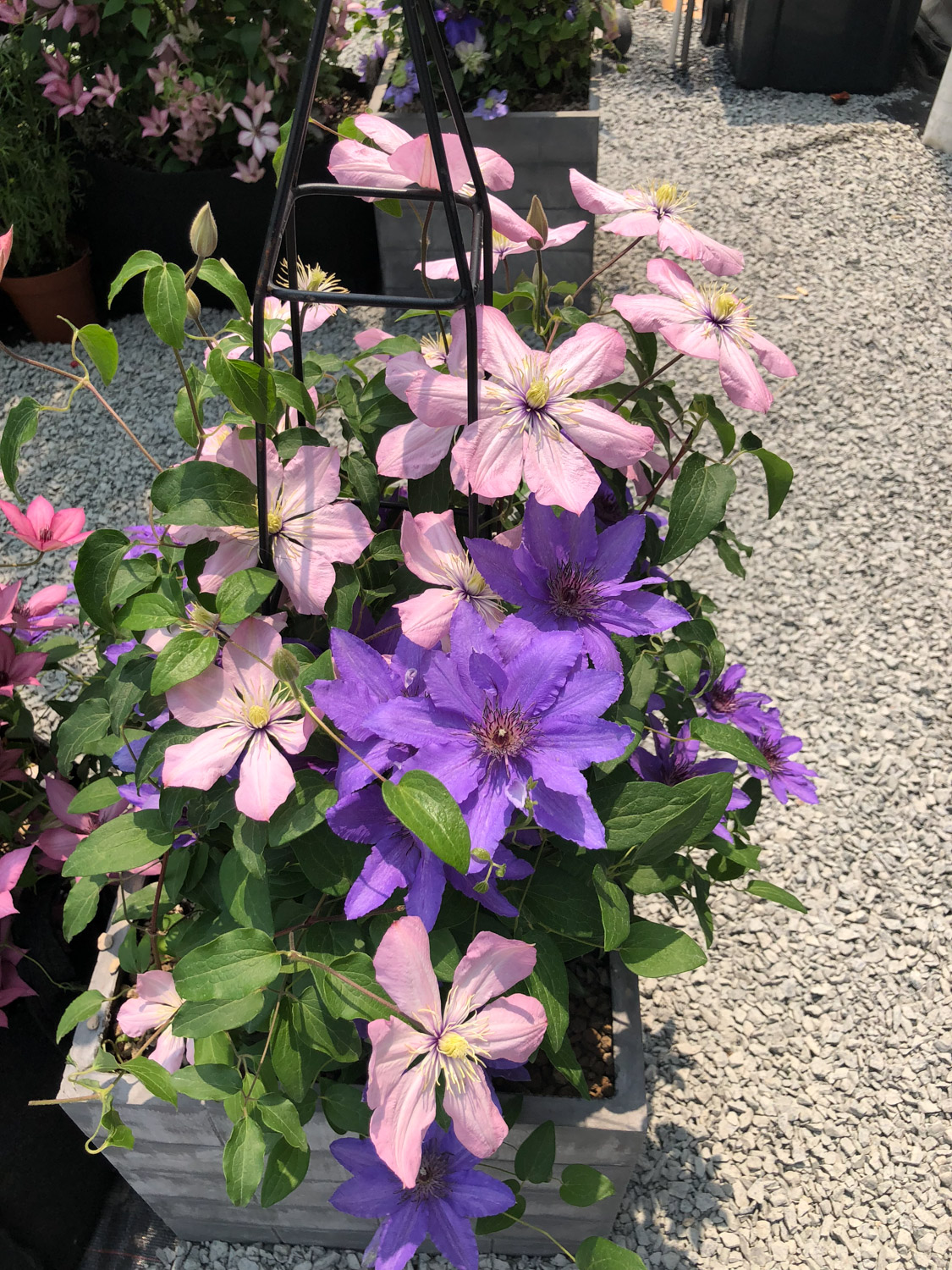 Clematis