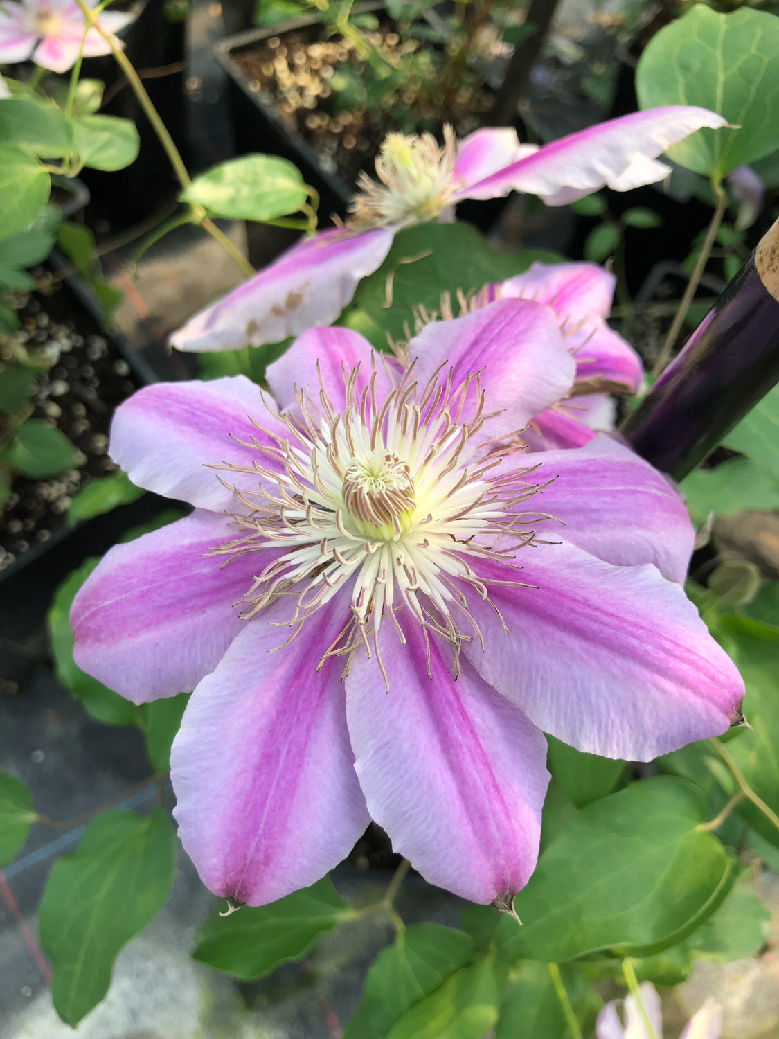 Clematis