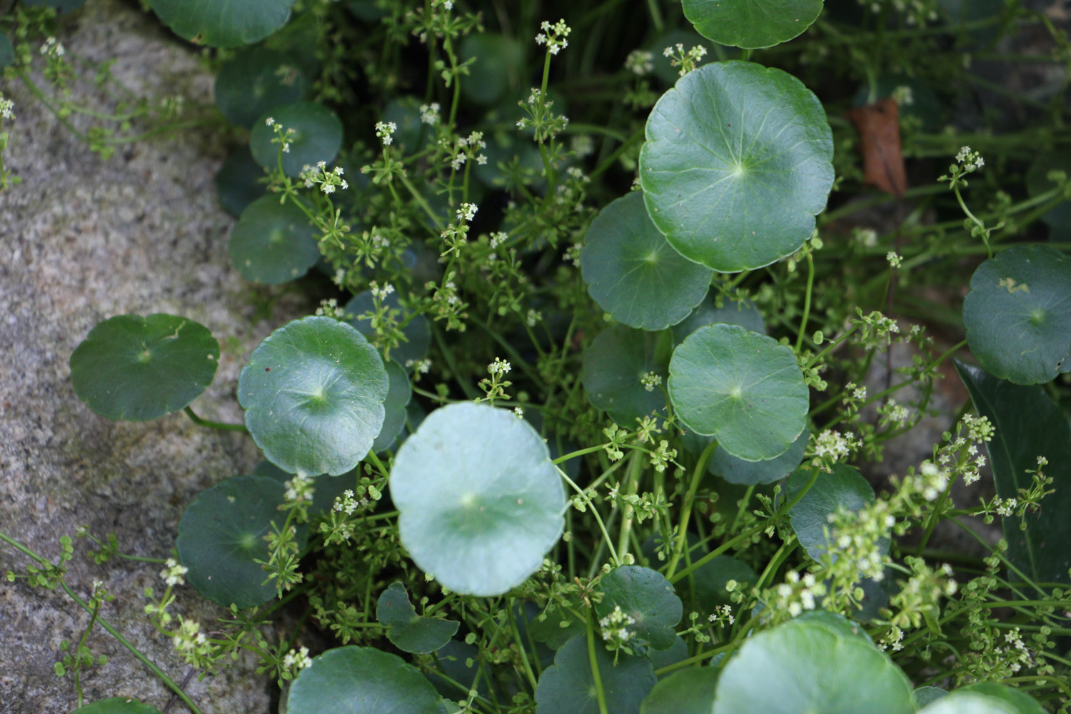 HYDROCOTYLE