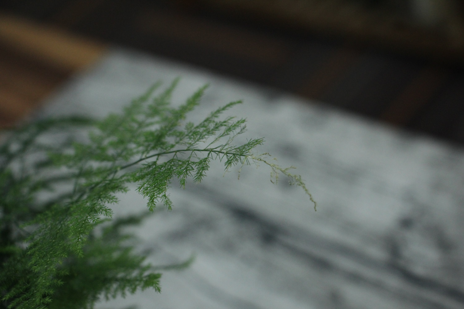 asparagus fern