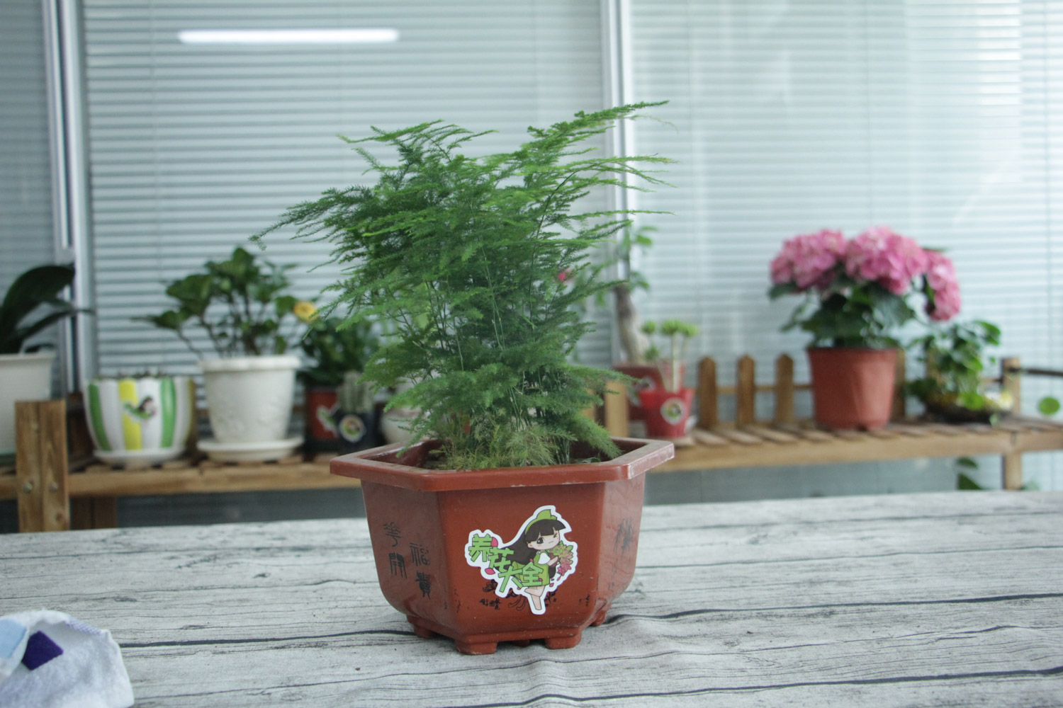 asparagus fern