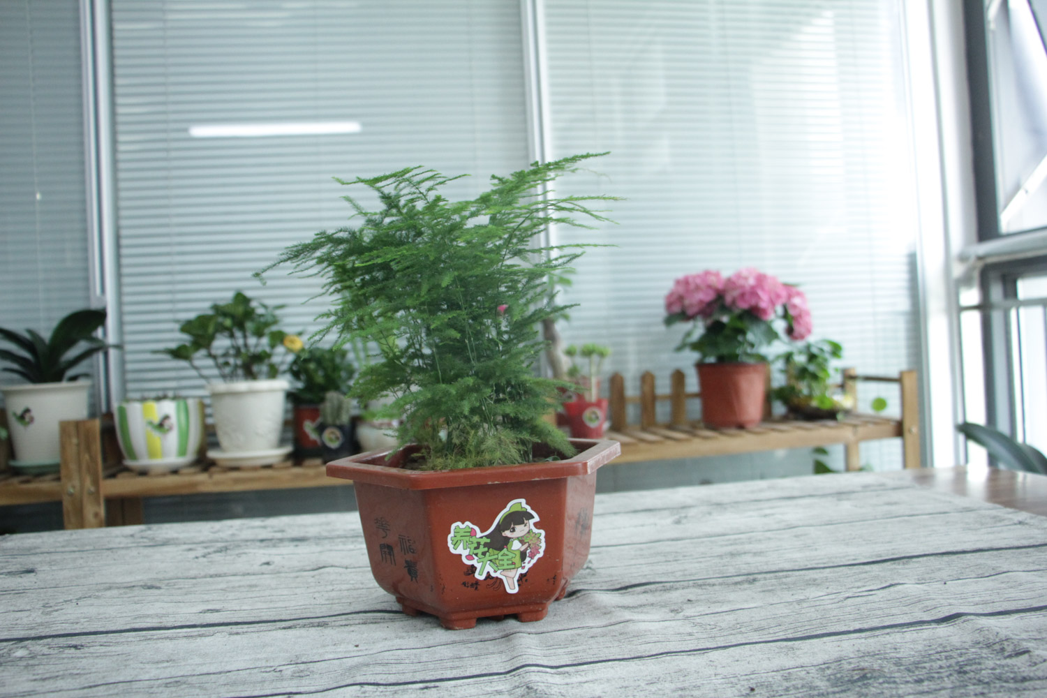 asparagus fern