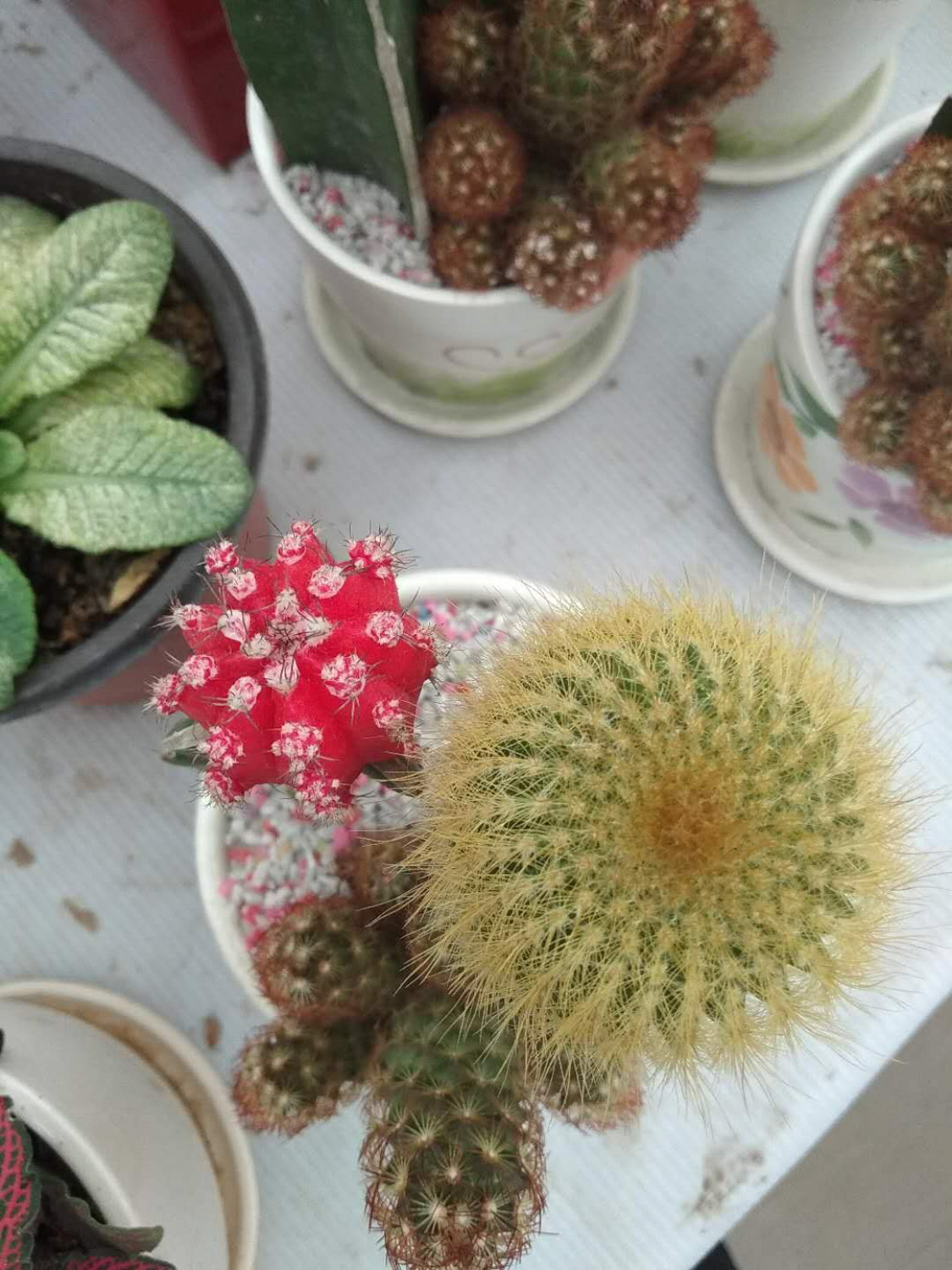 Cactus