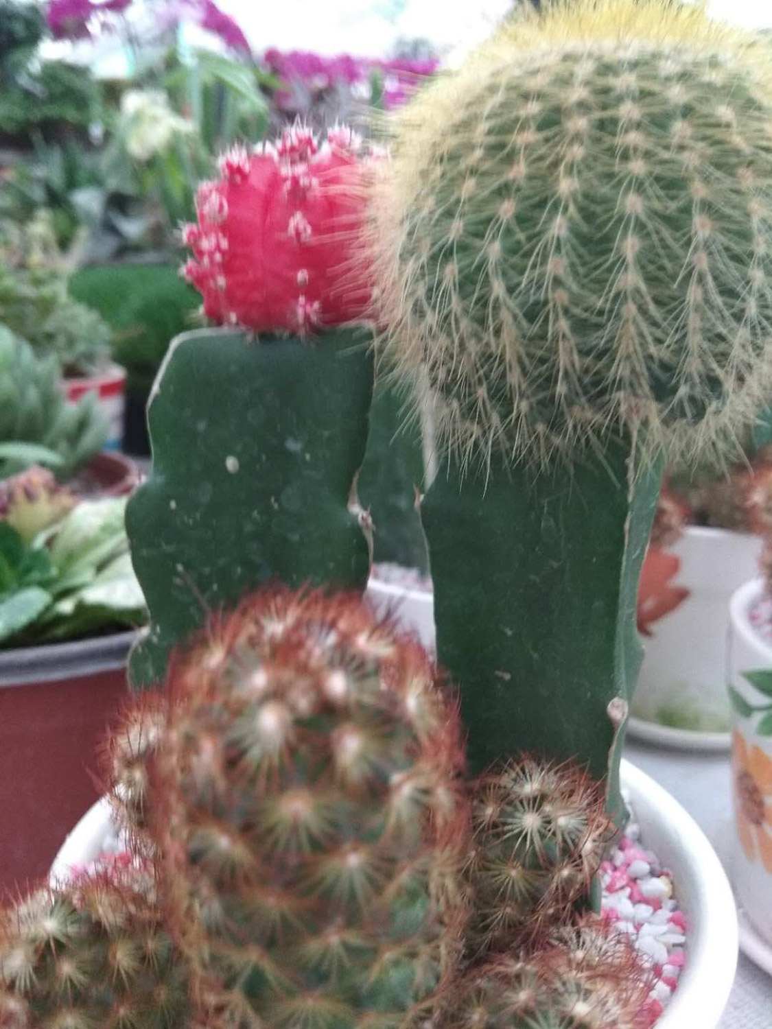 cactus