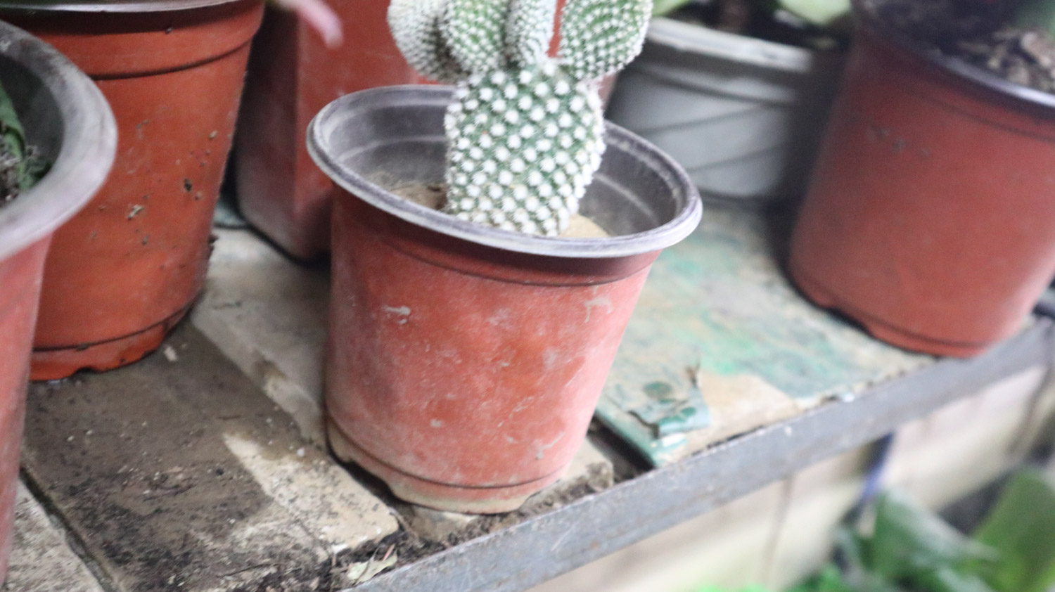 cactus