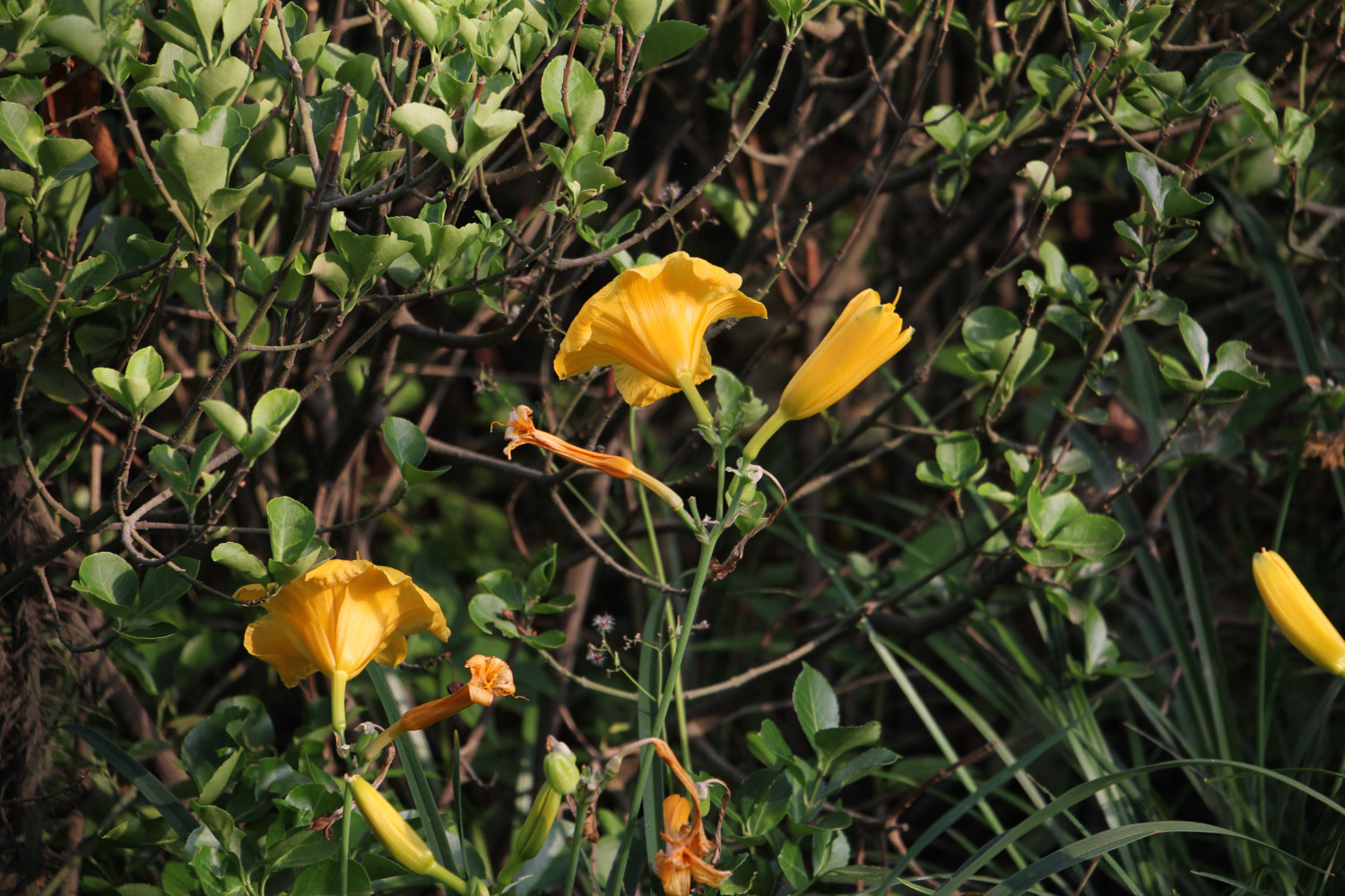 Hemerocallis