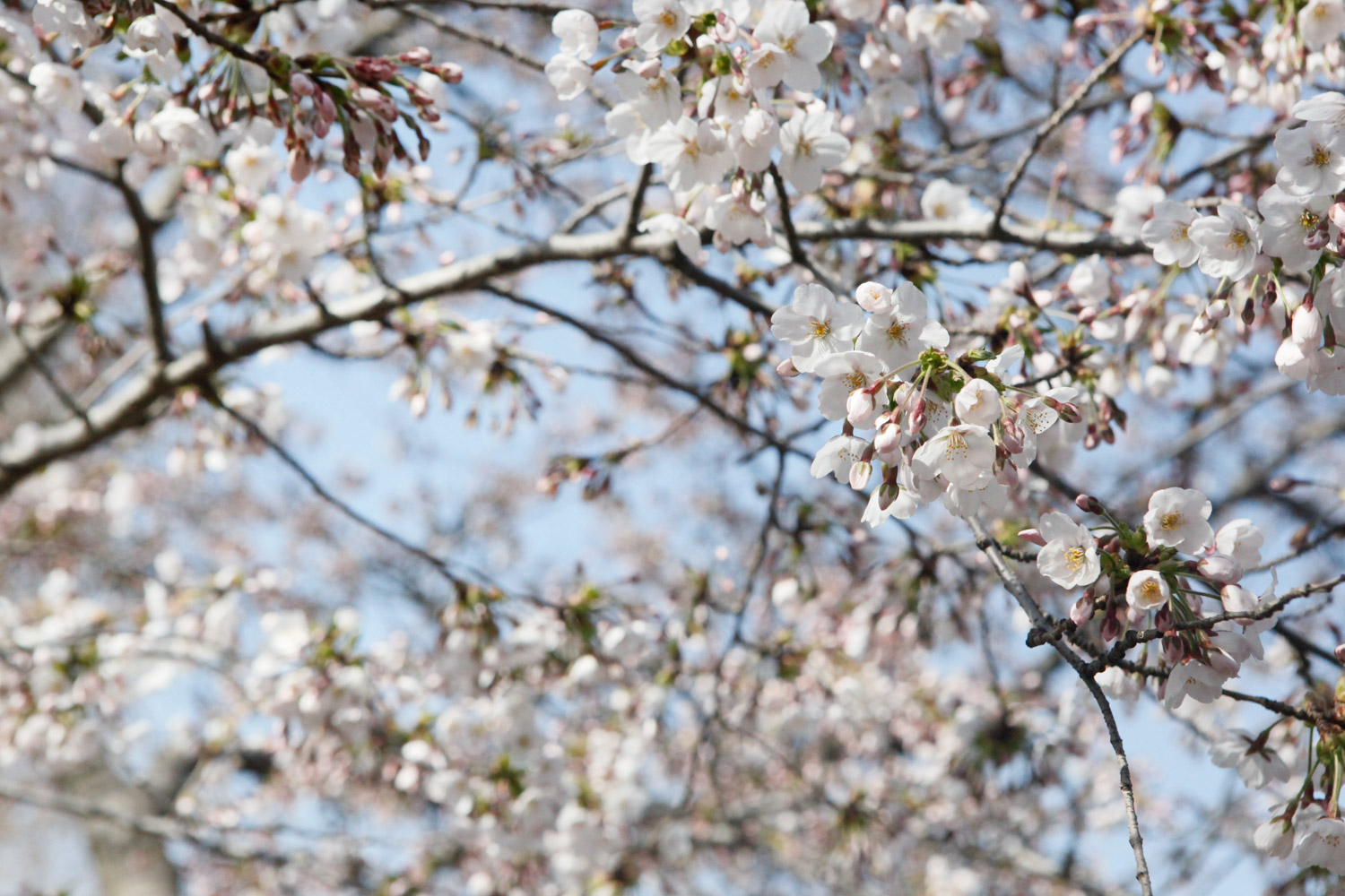 cherry blossoms