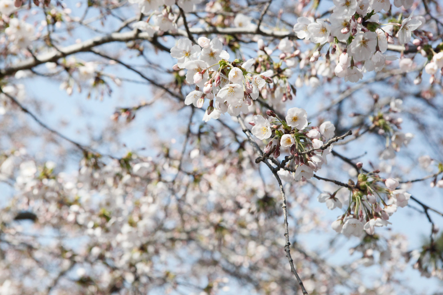 cherry blossoms