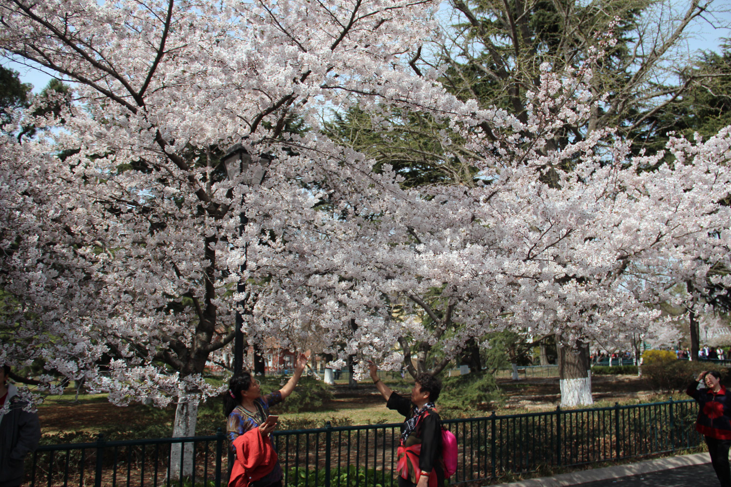 cherry blossoms