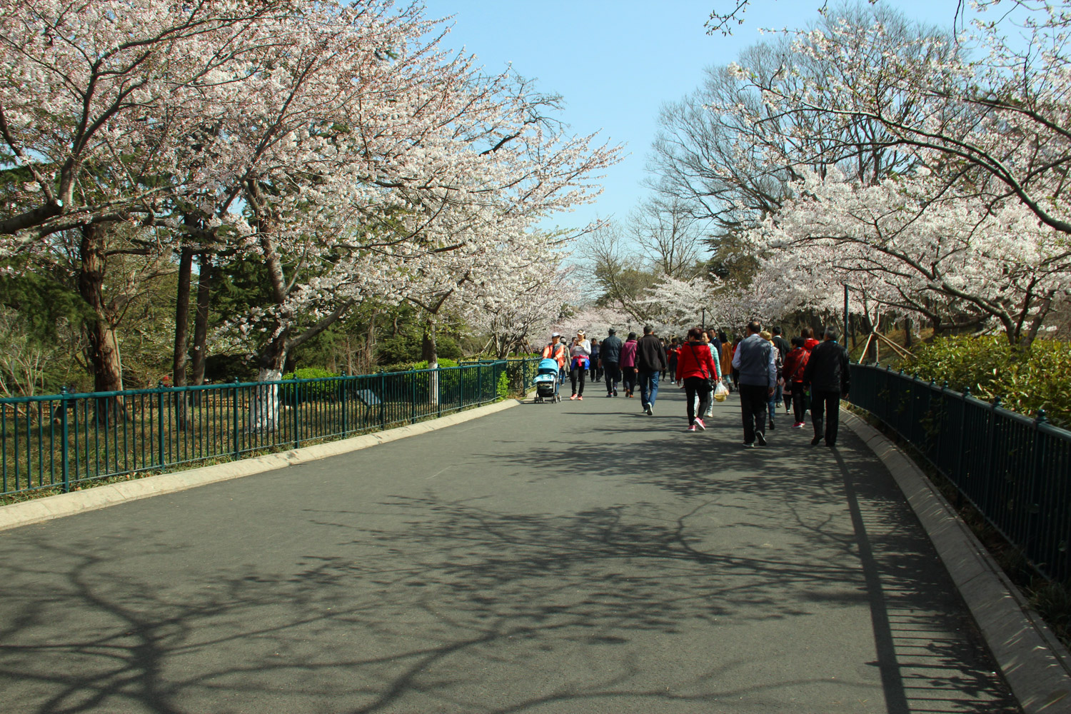 cherry blossoms