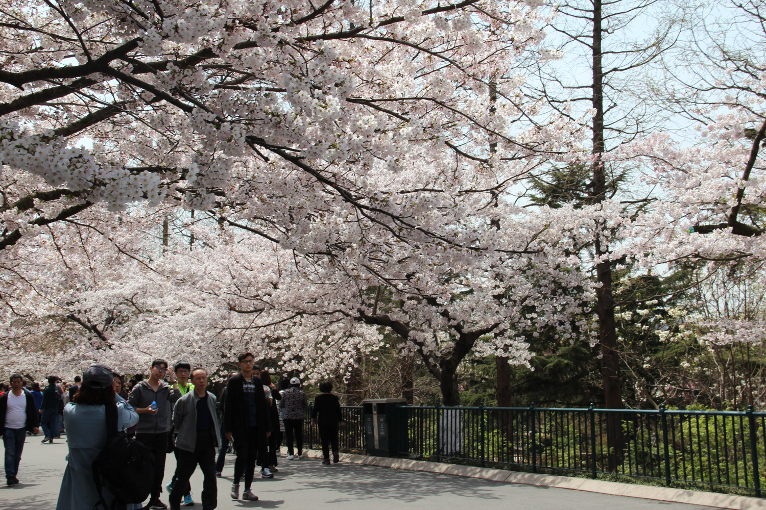 cherry blossoms