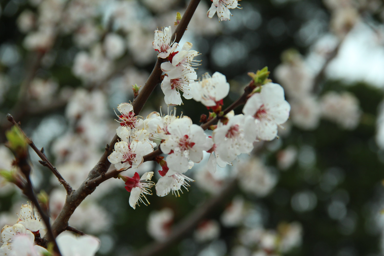 cherry blossoms