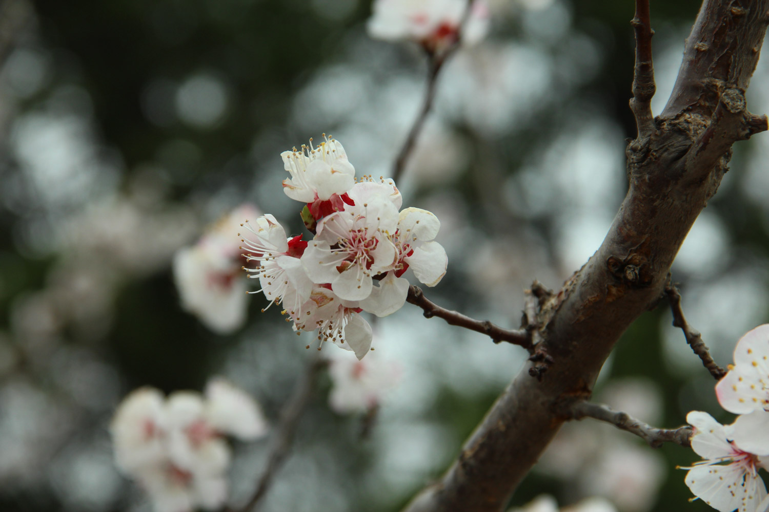 cherry blossoms