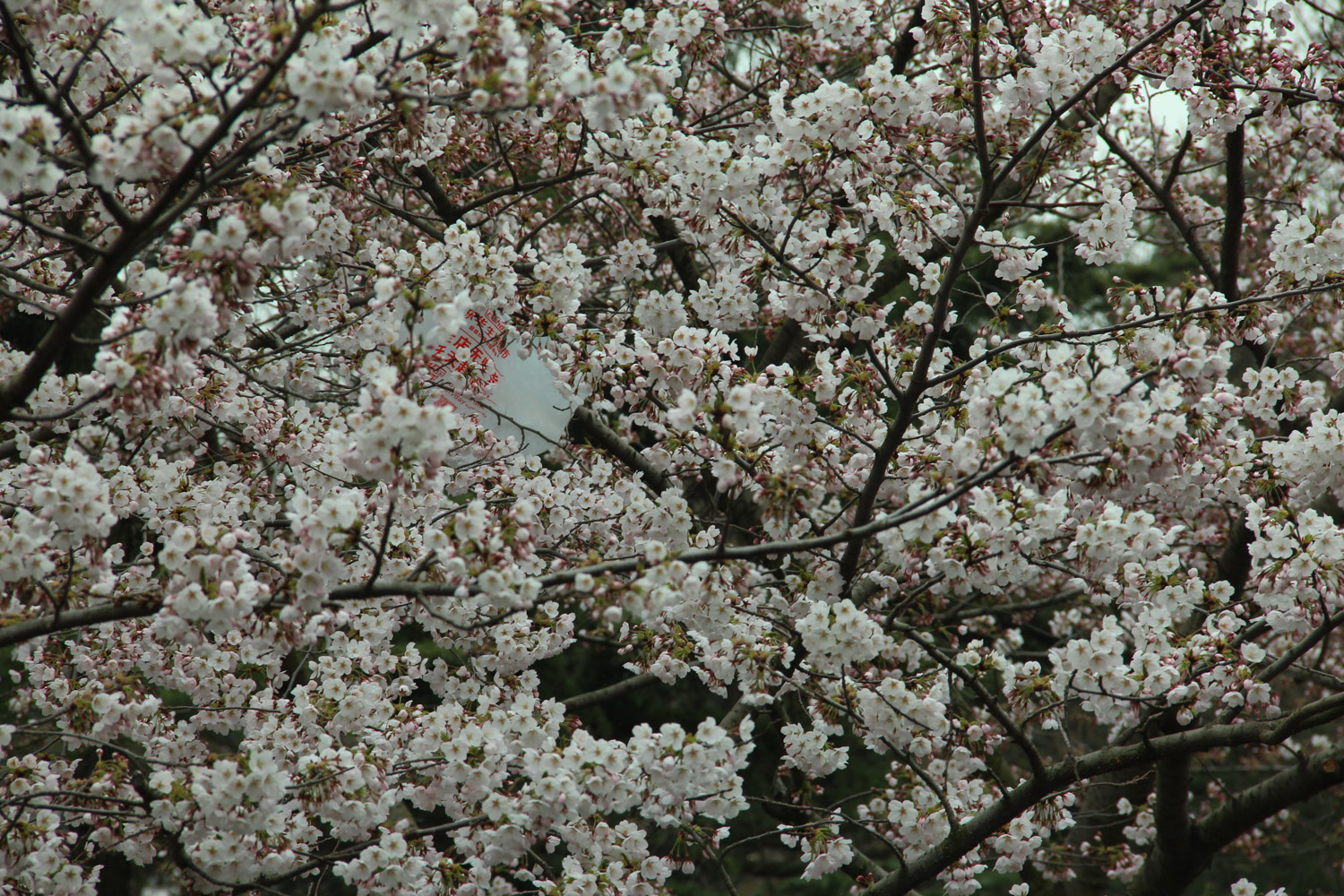 cherry blossoms