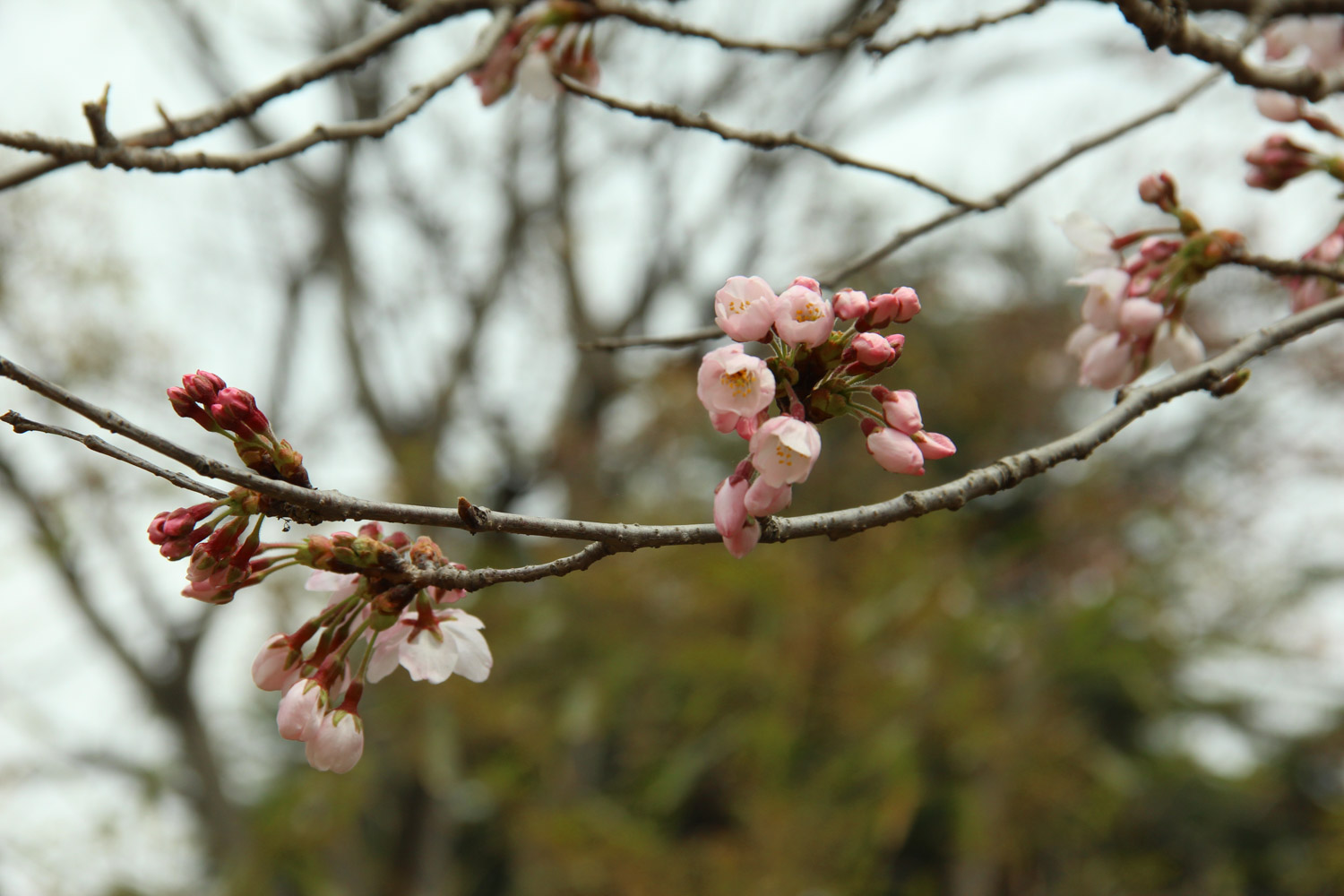 cherry blossoms