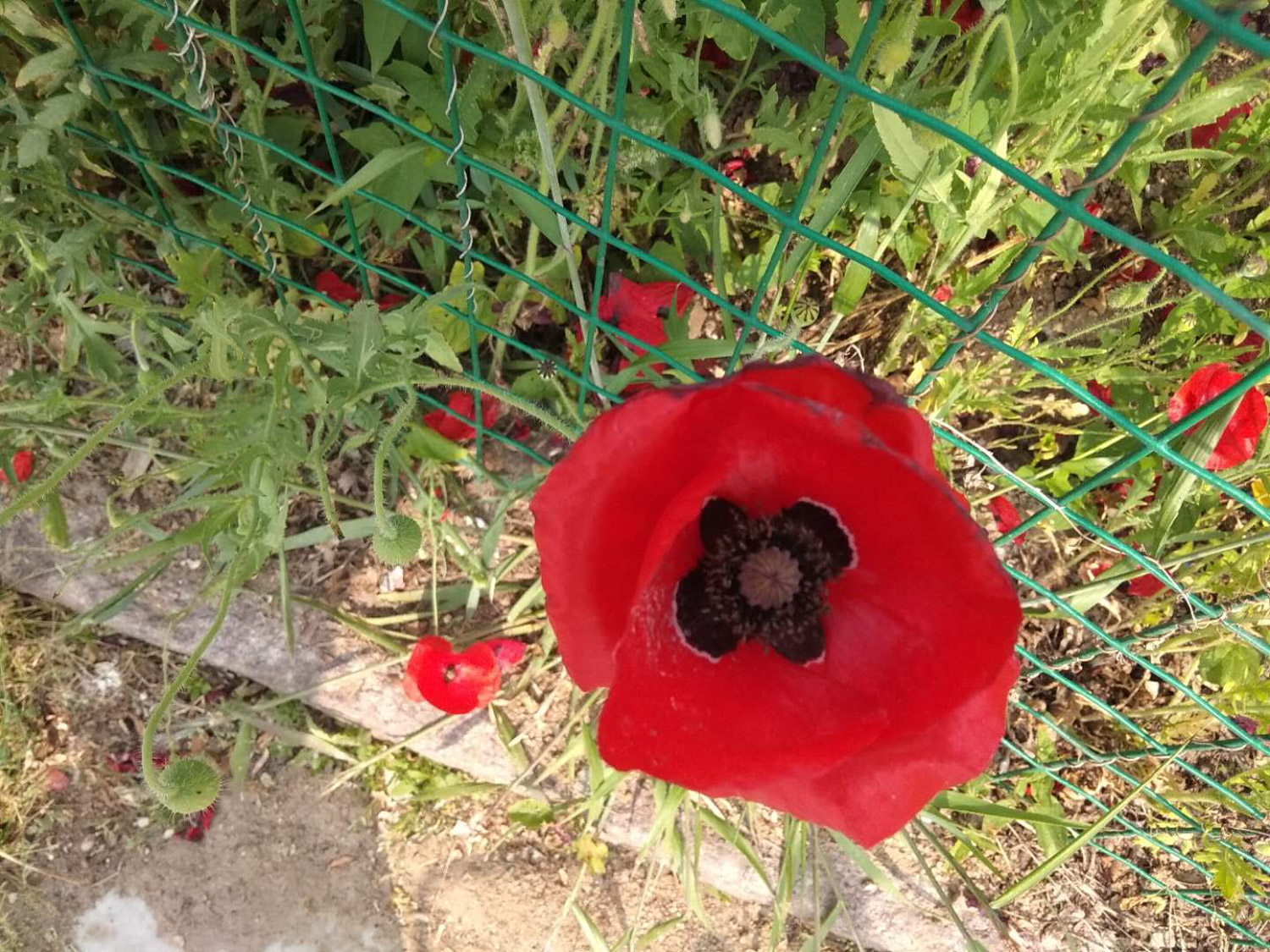 corn poppy