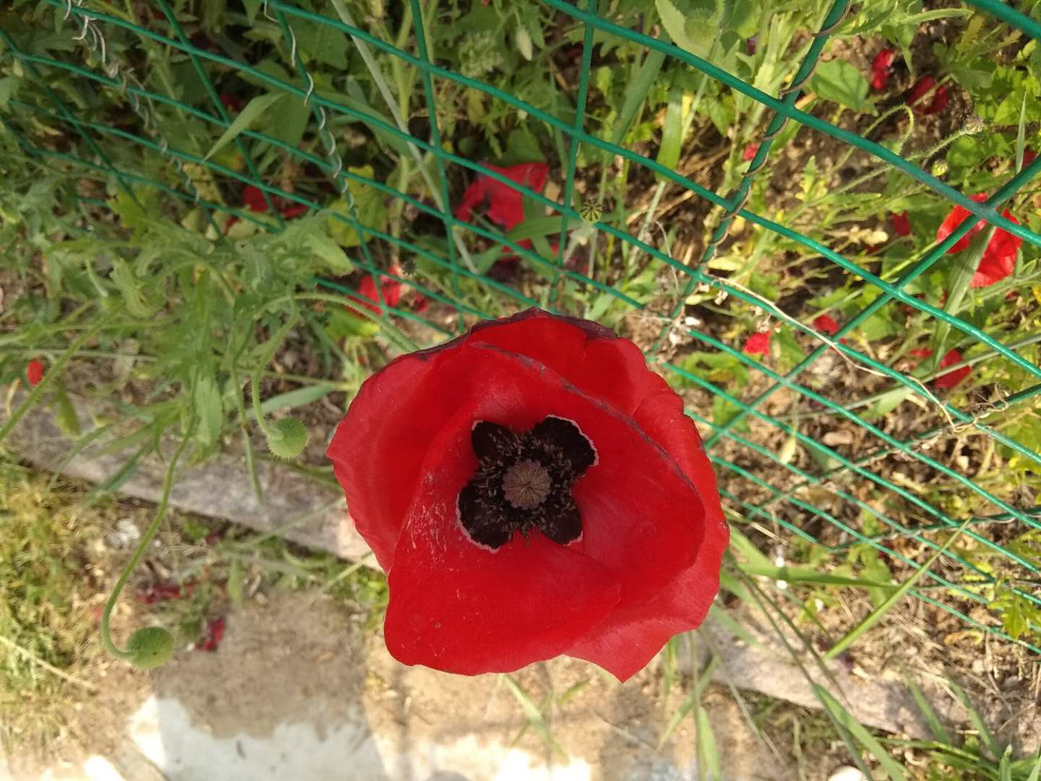 corn poppy