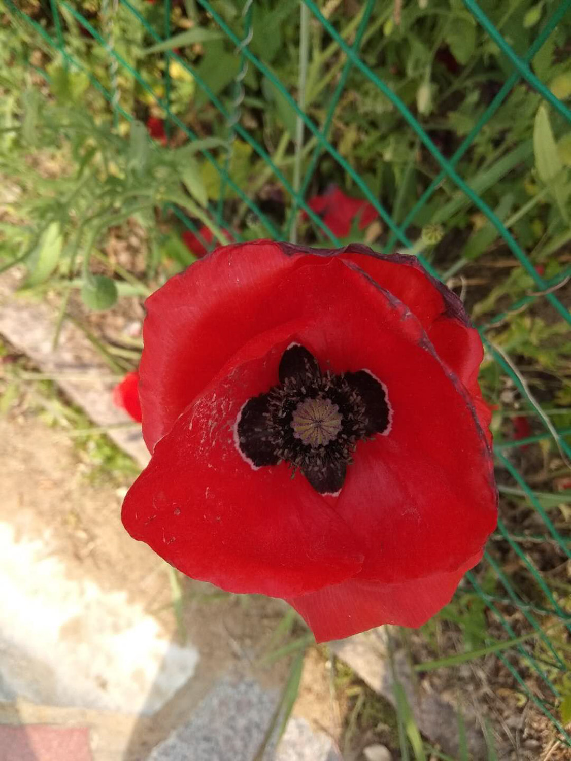 corn poppy