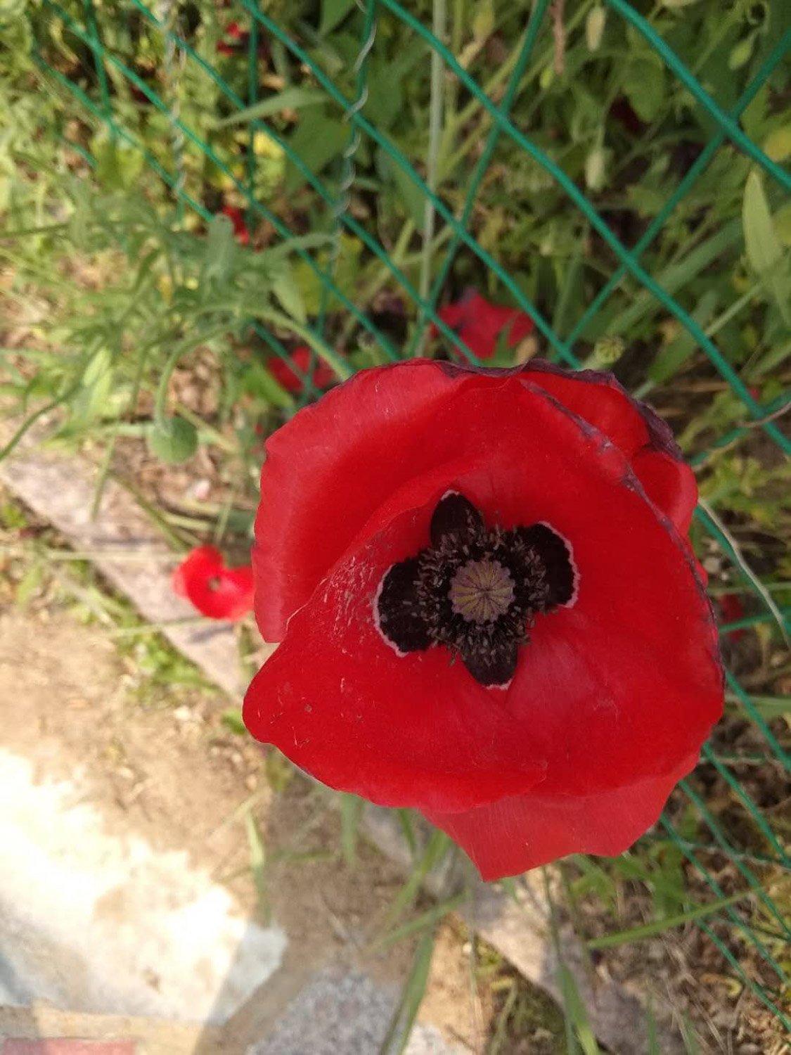 corn poppy