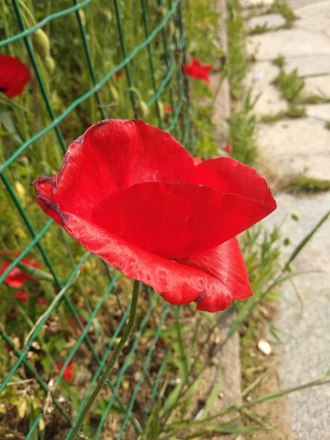 corn poppy