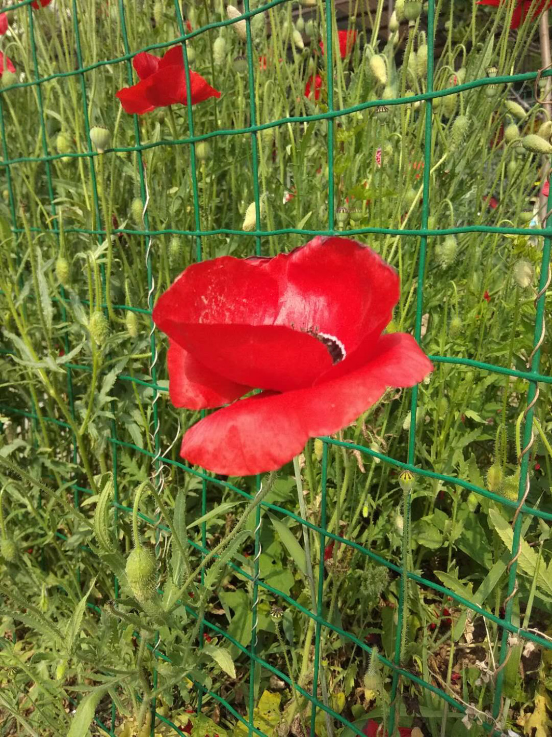 corn poppy