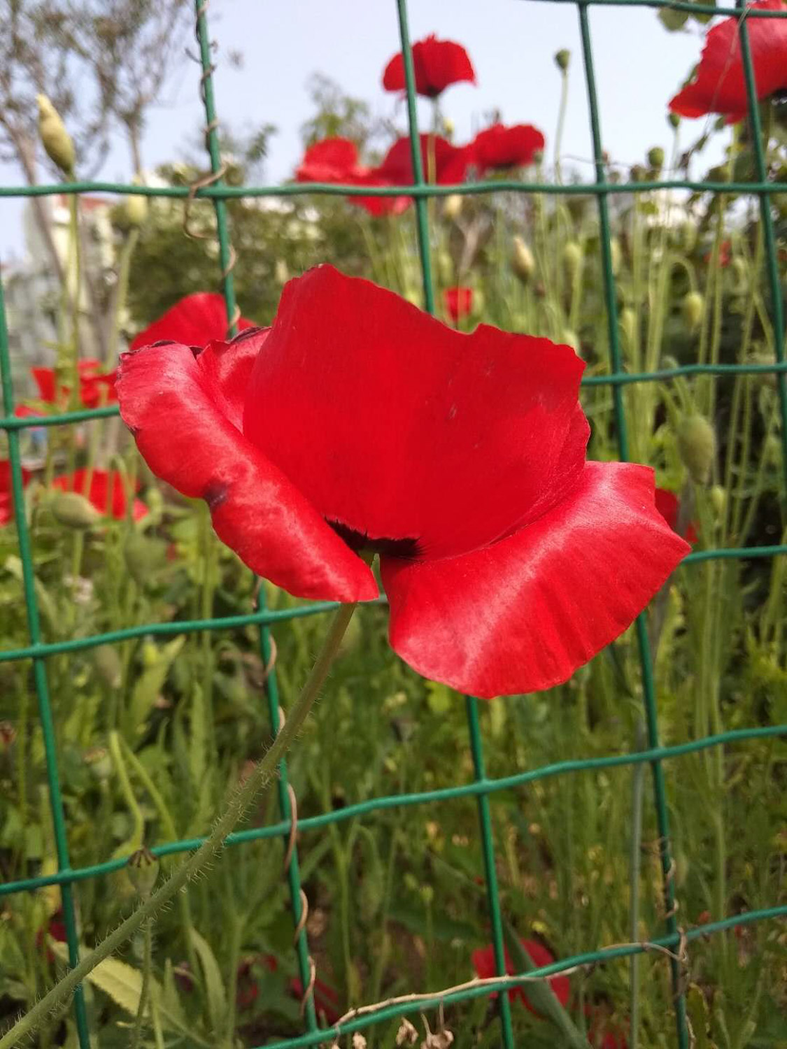 corn poppy