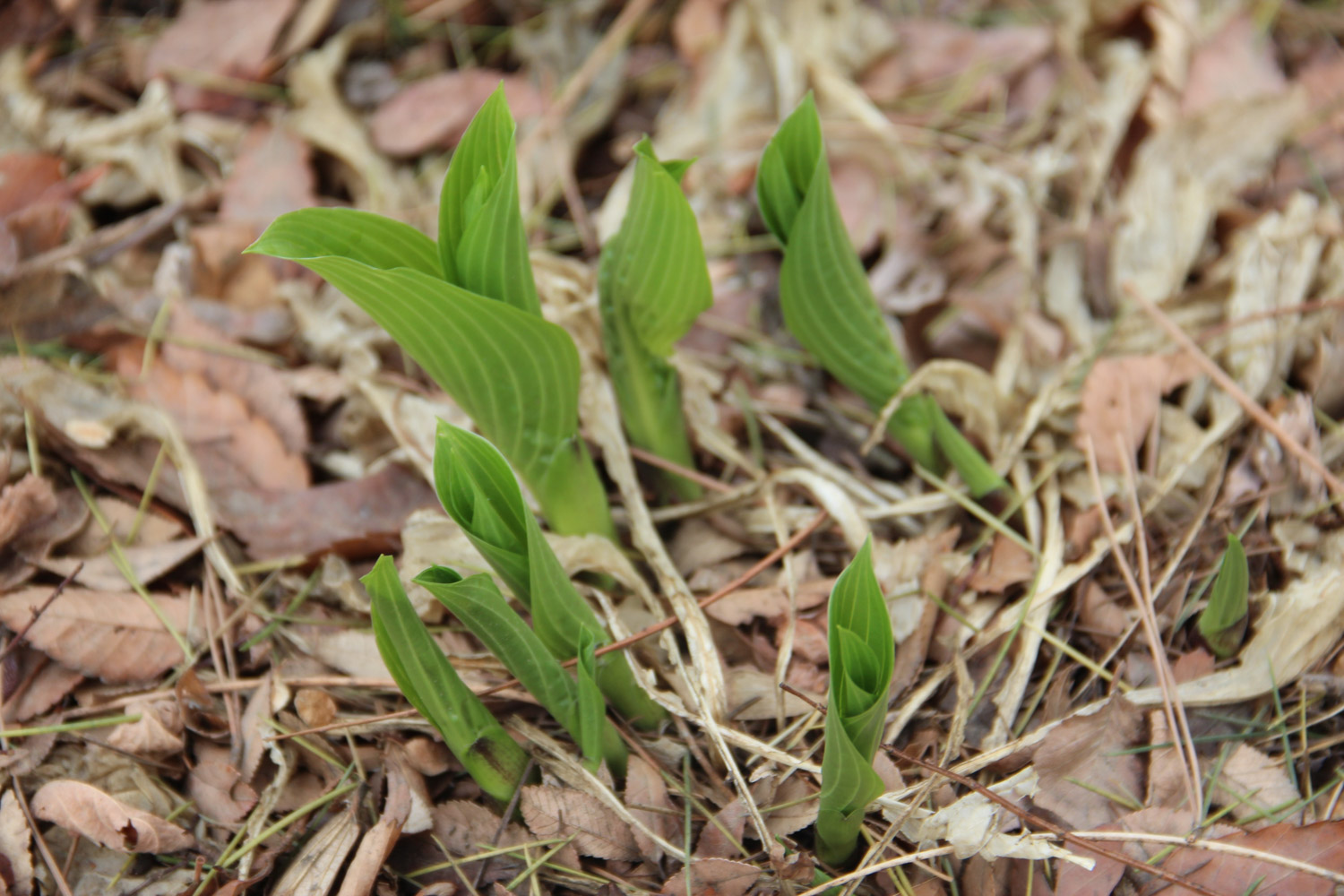 Hosta