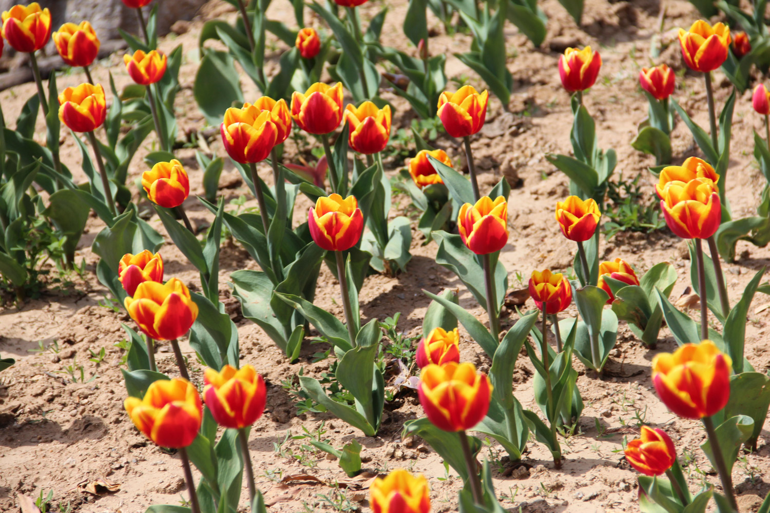 tulips