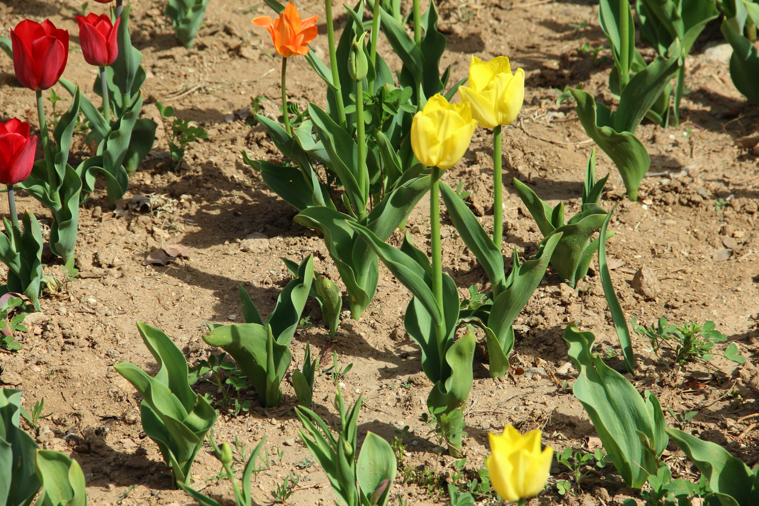 tulips