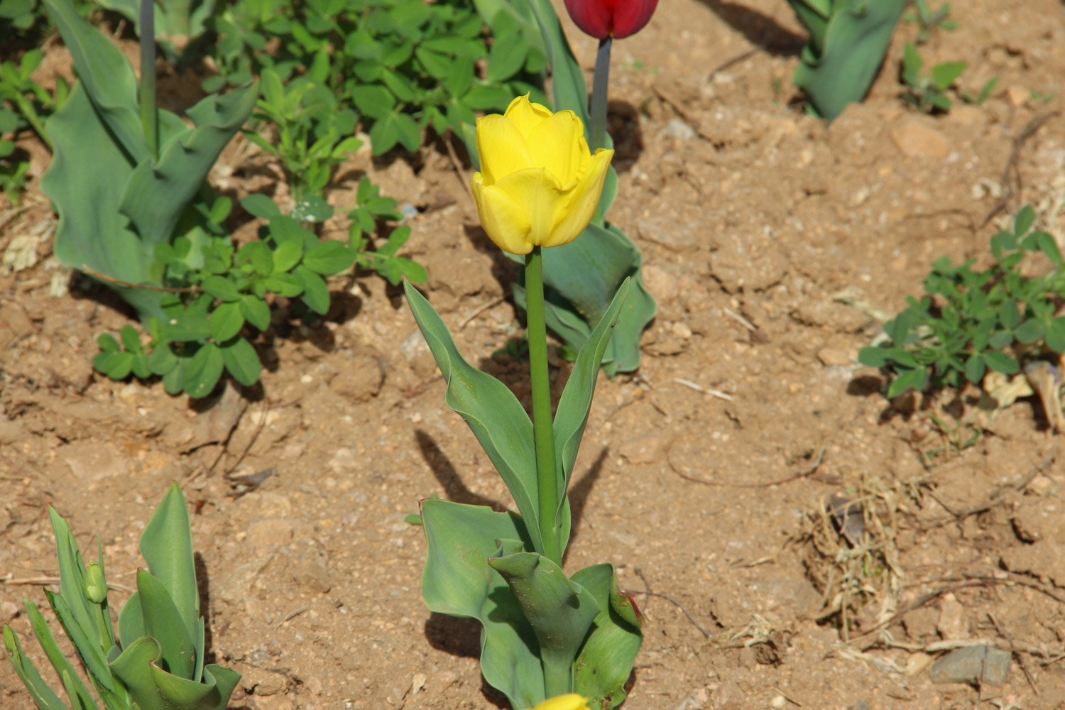 tulips