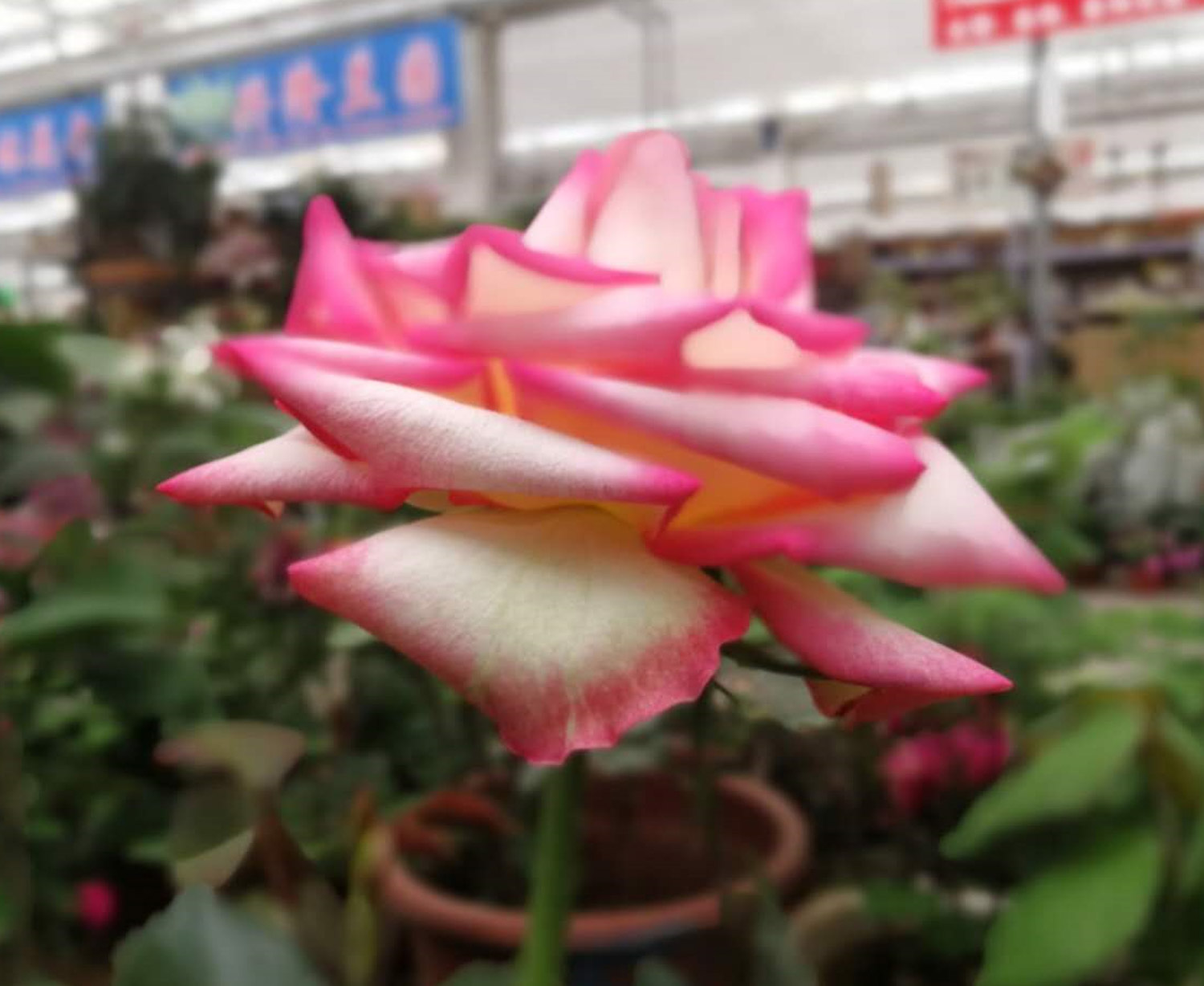 chinese rose